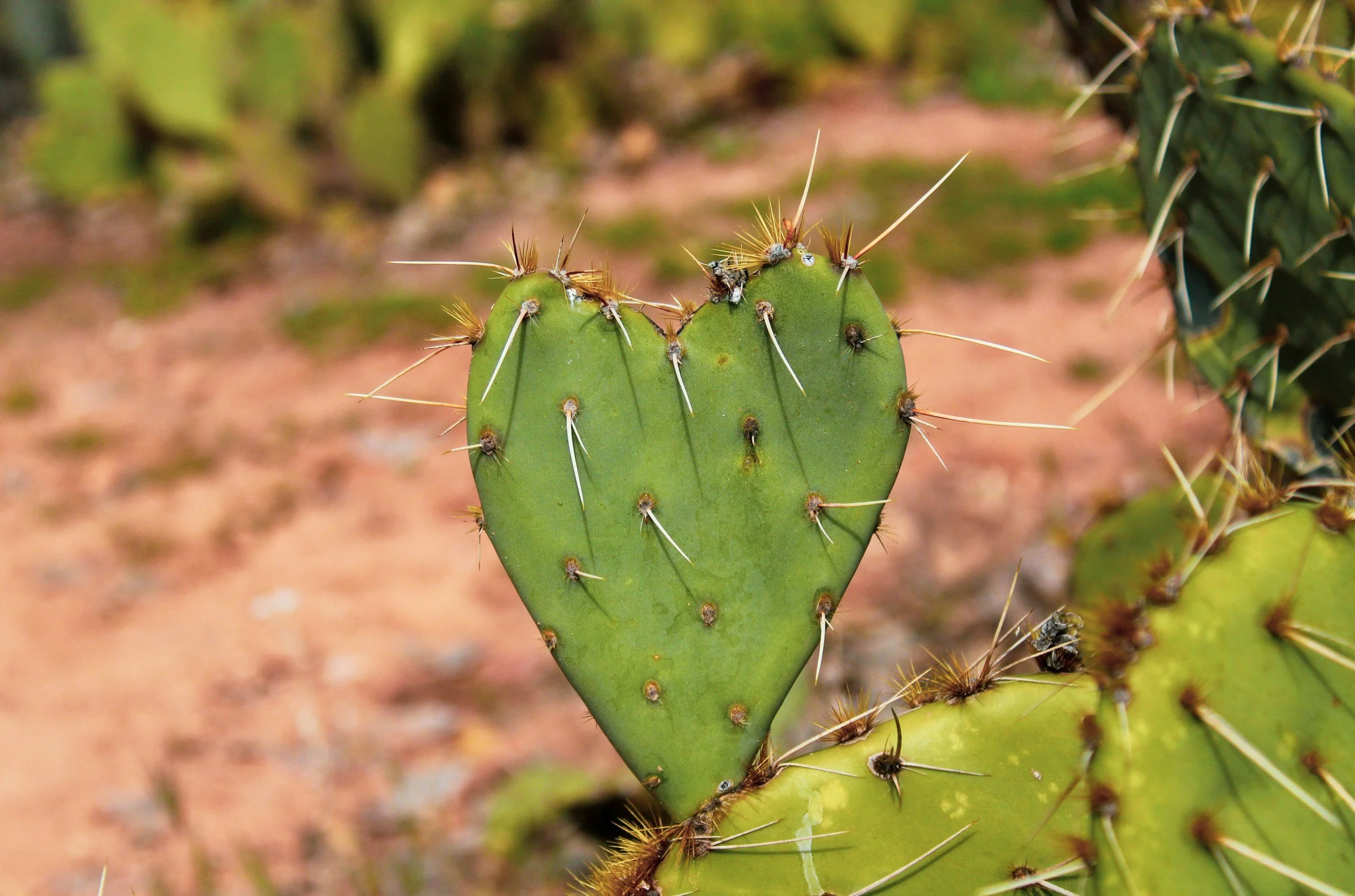 When Love Hurts: Rebuilding Self in the Wake of Codependency