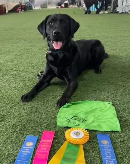Congratulations to Karen and Rocky! Jan 2024
Rocky earned his Rally Excellent title at the Sacramento Dog Training club trial in Lodi. Glad he could stop bouncing and pull himself together long enough to get 2 first places with 100 and 99! Such an am