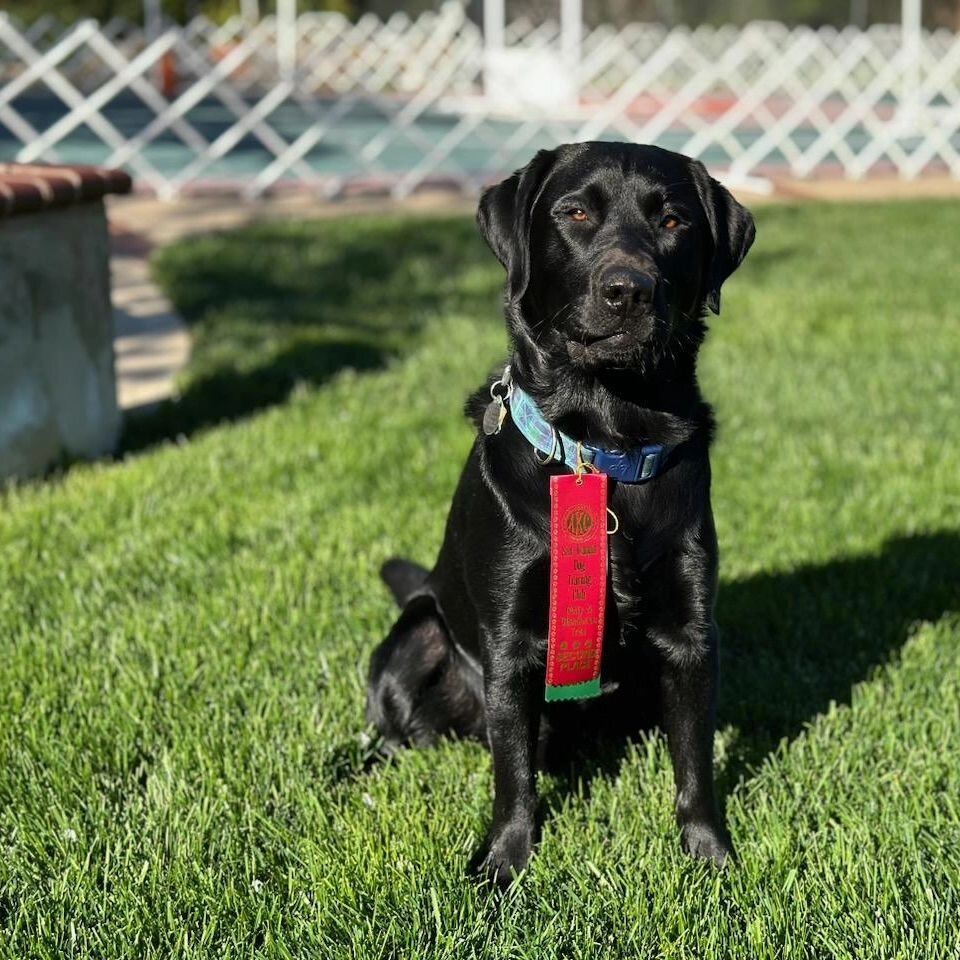 CONGRATULATIONS owner handler, Karen, on &quot;Rocky's&quot; 1st Rally Master leg with score of 98 and 2nd placement earned. Bayside Labs Slippery Over the Rocks (Buddy x Cargo)