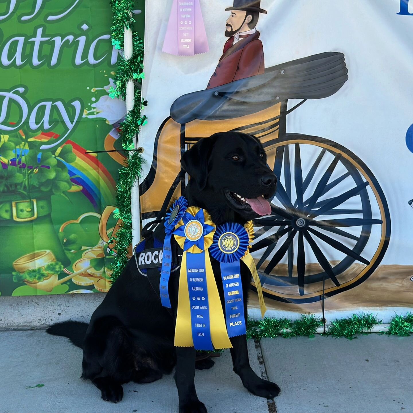 Rocky had High in Scentwork trial today at the Dalmatian Club's trial in Fairfield. So proud of this boy! His fastest search was under 3 seconds.