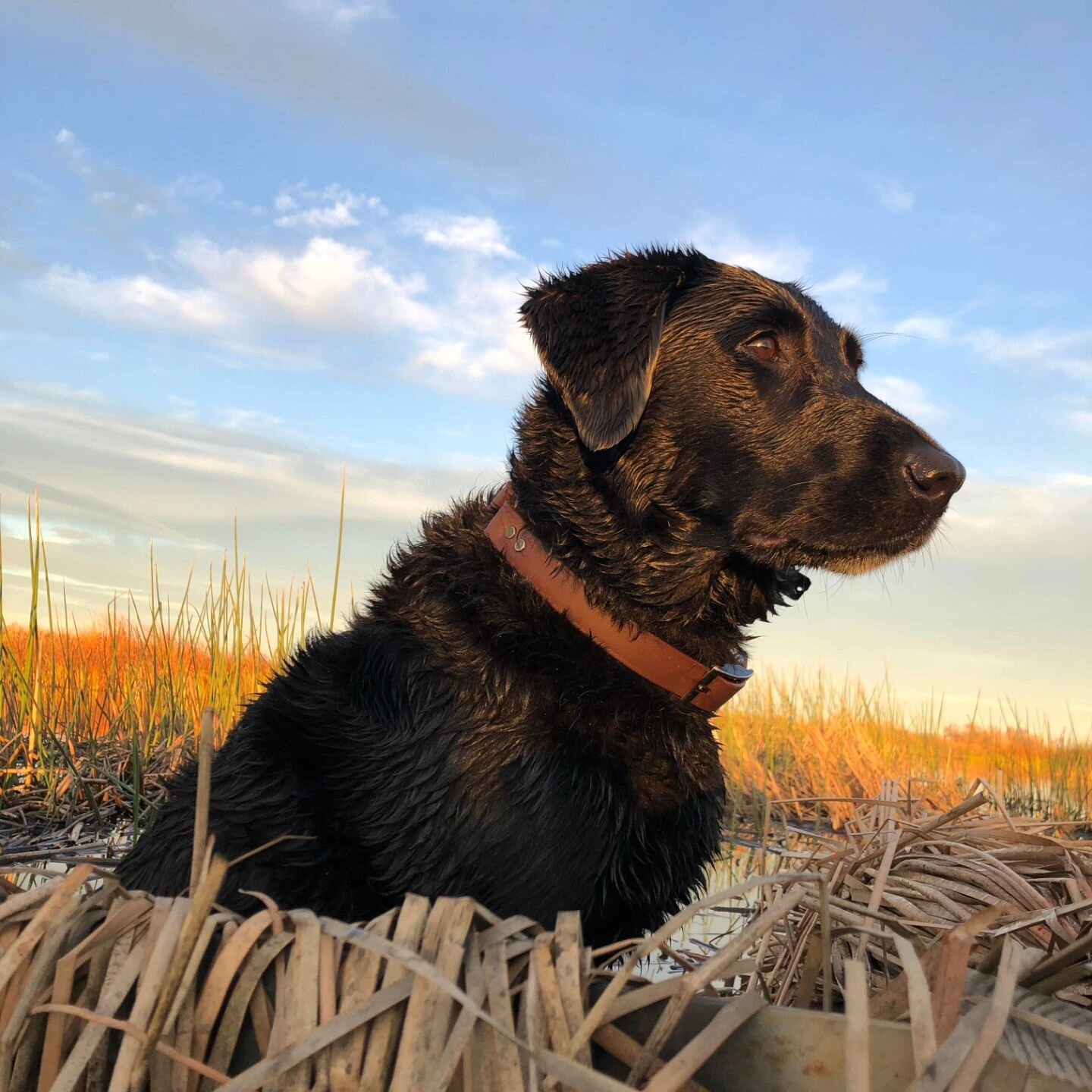 R.I.P. &quot;FUSE&quot;
Bayside's Short Circuit SH 
(Flint X Minnow)
Our heart-felt condolences go out to the Flowers' family in their loss of a wonderful family companion and duck hunting buddy.