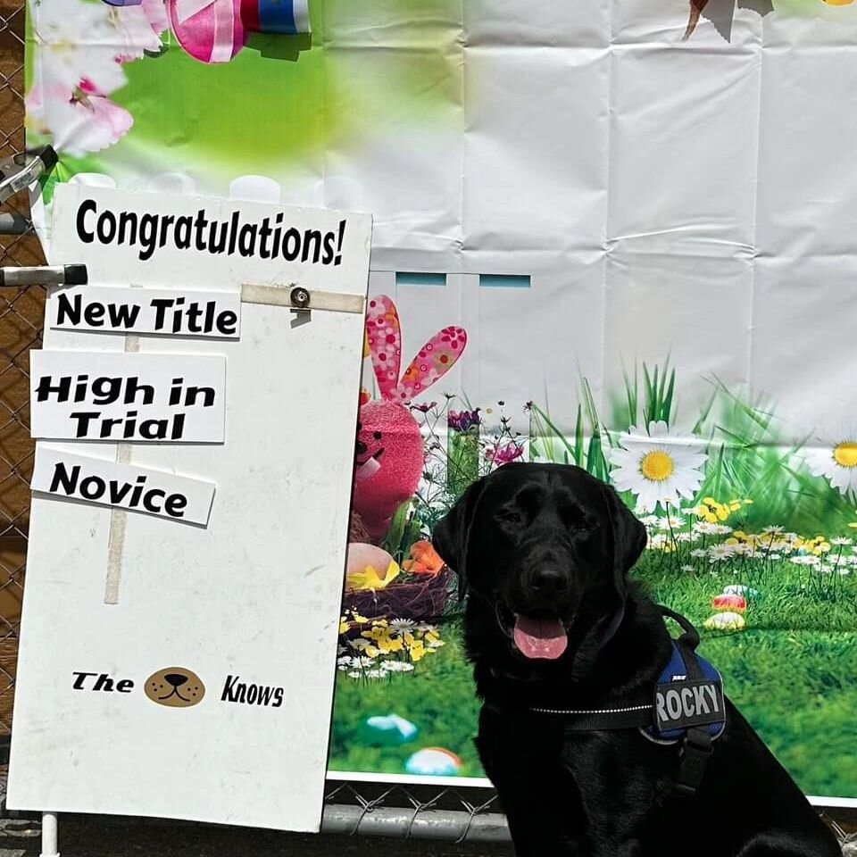 Bayside Labs Slippery Over the Rocks &quot;Rocky&quot; (Buddy x Cargo) congratulations to Karen and Rocky, who earned his SWN title last weekend at the Sacramento Valley Weimaraner Club Scentwork trial in Sunol. We had a few struggles, but he managed