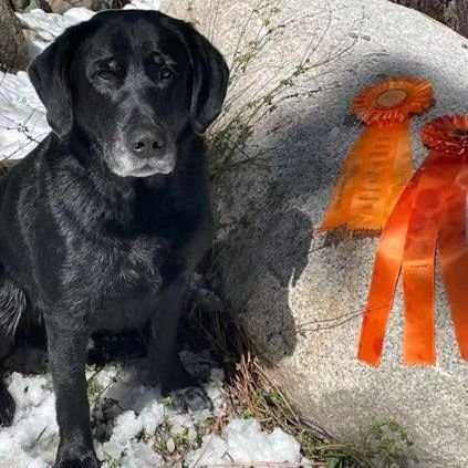 New Title!! 🎊 Congratulations to Bayside Labs Stormin' Norman on his Master Hunter Title at SNRC last weekend.  NORMAN already had 3 legs from previous years, and he and his owner, Diane Green, took a break for several years. After only a couple wee
