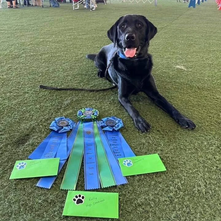Rocky and I were in the San Joaquin Dog Train Club trial today in Lodi. I can&rsquo;t remember the last time we saw classes this big! We had a shaky start in Master, where we had a 96 due to him being overexcited. But he settled and managed two perfe
