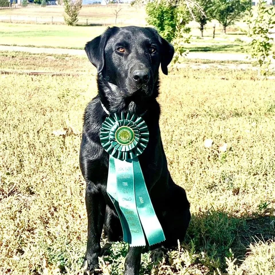 Bayside Labs Trick Shot takes RJ at Snake River RC trial in Derby. Breeder Gary Metzger