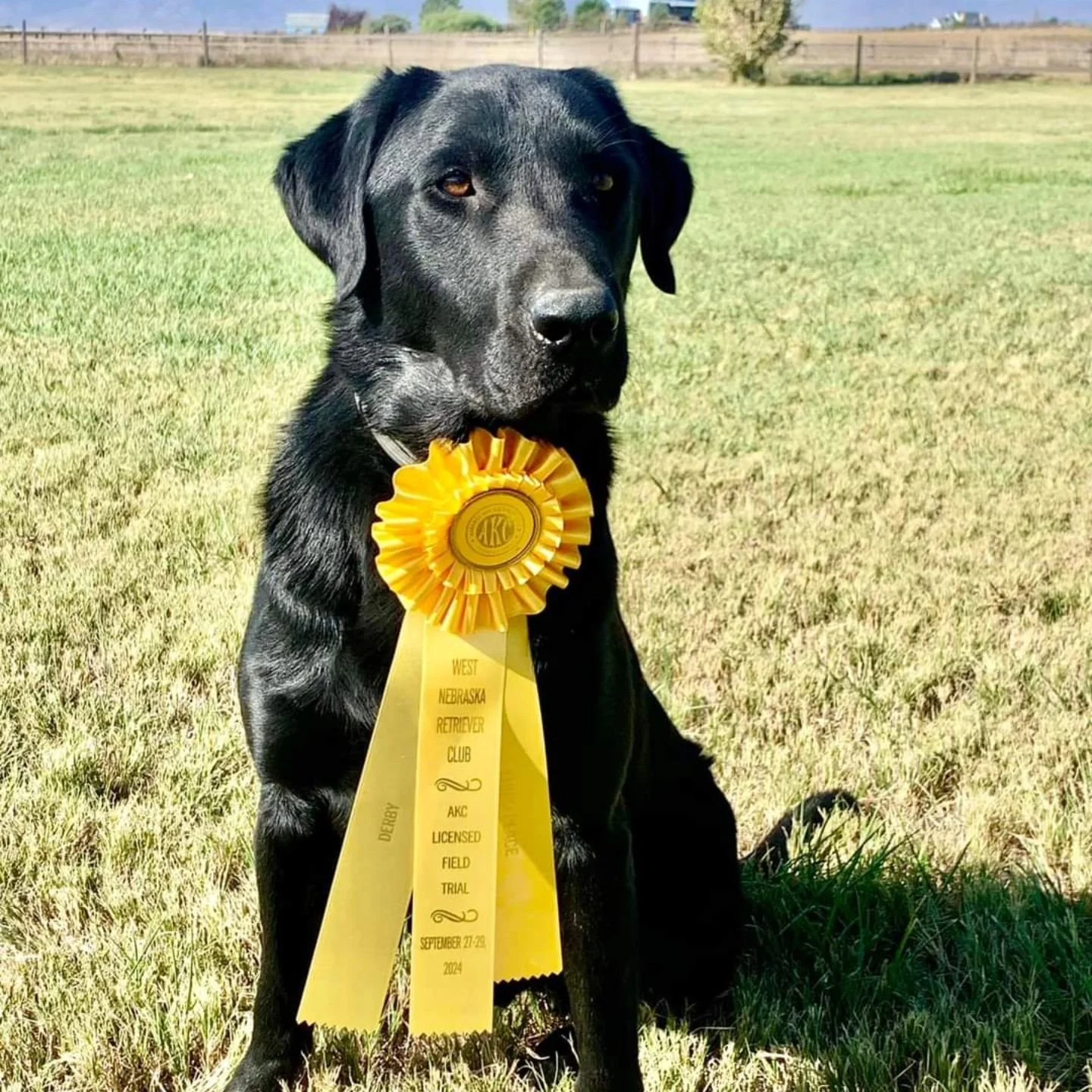 Bayside Labs Trick Shot takes another 3rd place at West Nebraska. Making the National Derby list.
