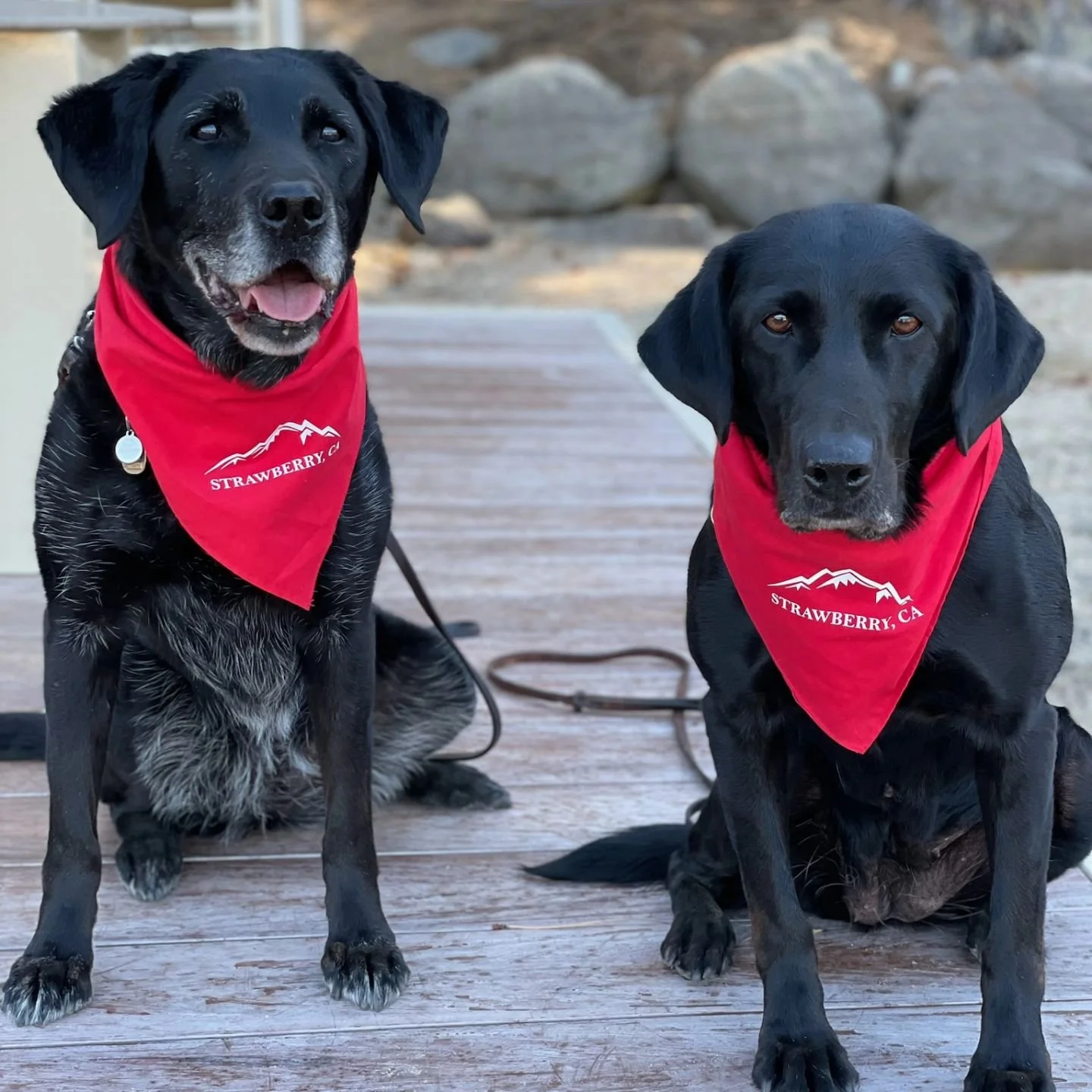 &quot;Izzy&quot; (Minniow x Flint) age 12 years, acts like she's 2 still. &quot;Teaser&quot; (Blue x Presto) age 9 years, both doing well. Thanks for sharing owner Linda Whisler.