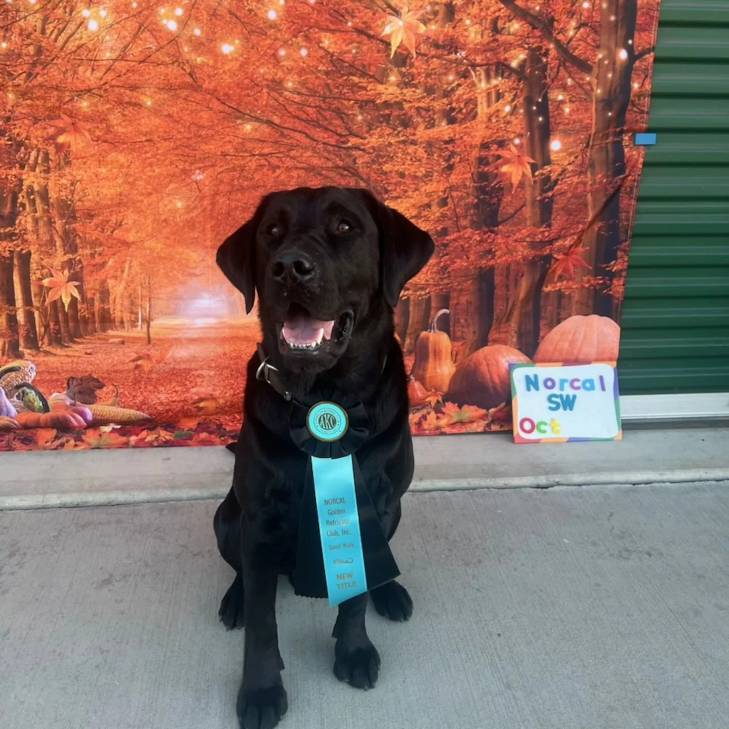 Yesterday Cinch earned his Buried and Interior Search Titles!  Love this boy!