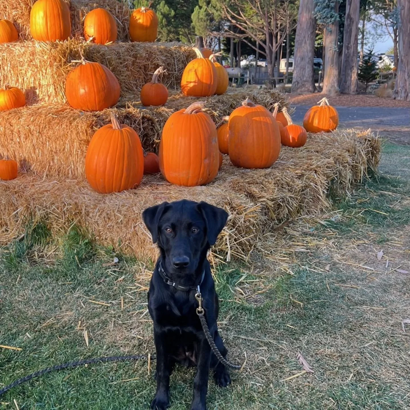 Rhett wishes everyone Happy Halloween.