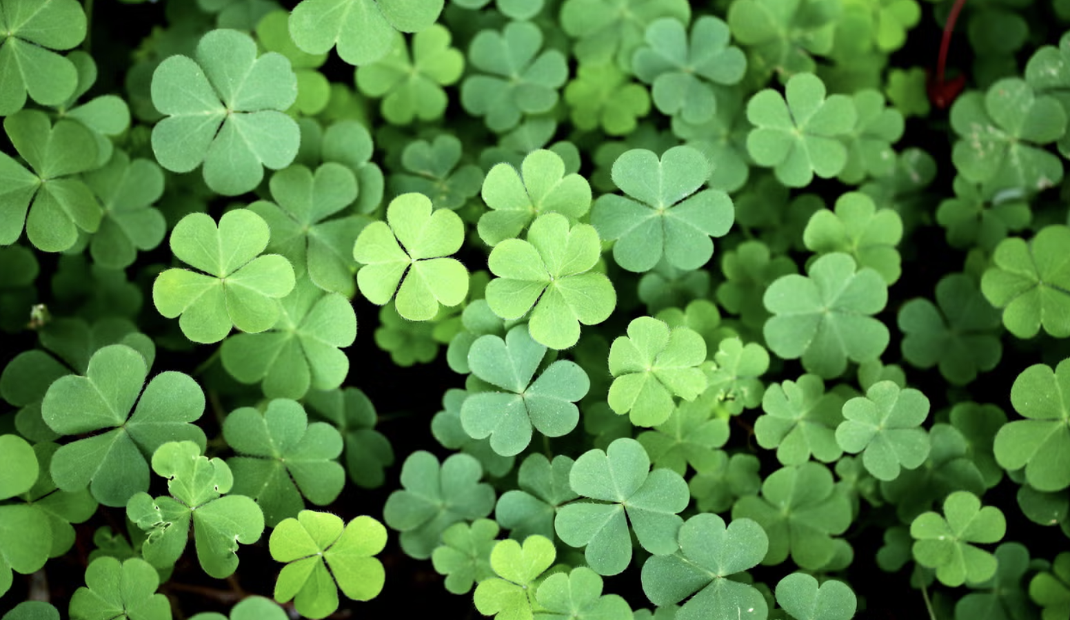 Saint Patrick’s Day