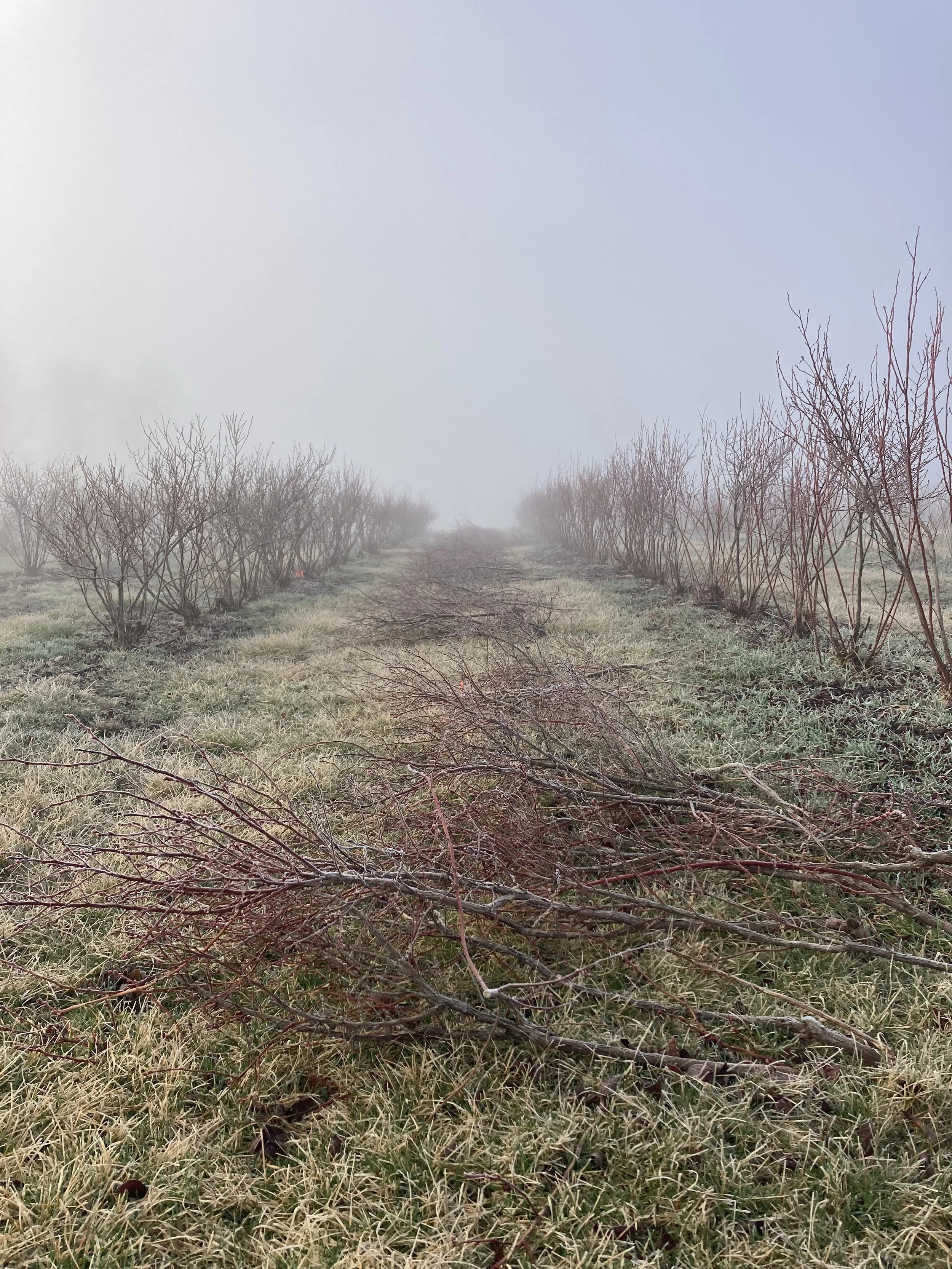 Blueberry Beautification (Pruning)
