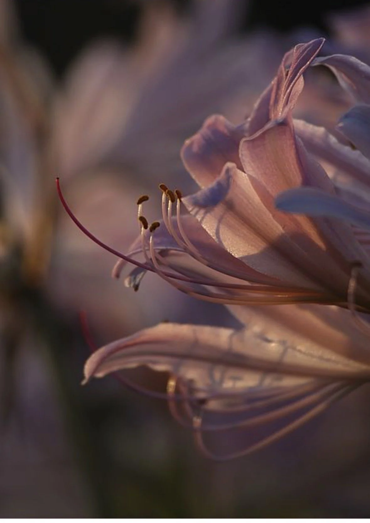 Resurrection for Sale