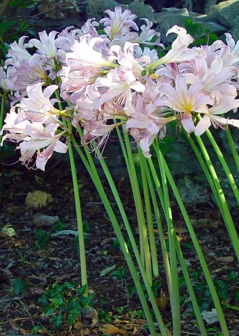 Resurrection Lily
