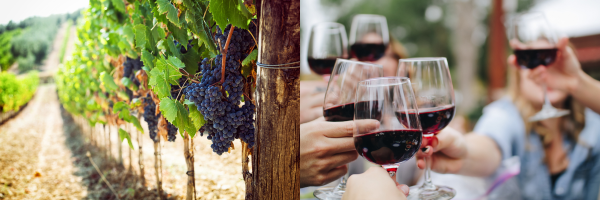 Wine in the Vines