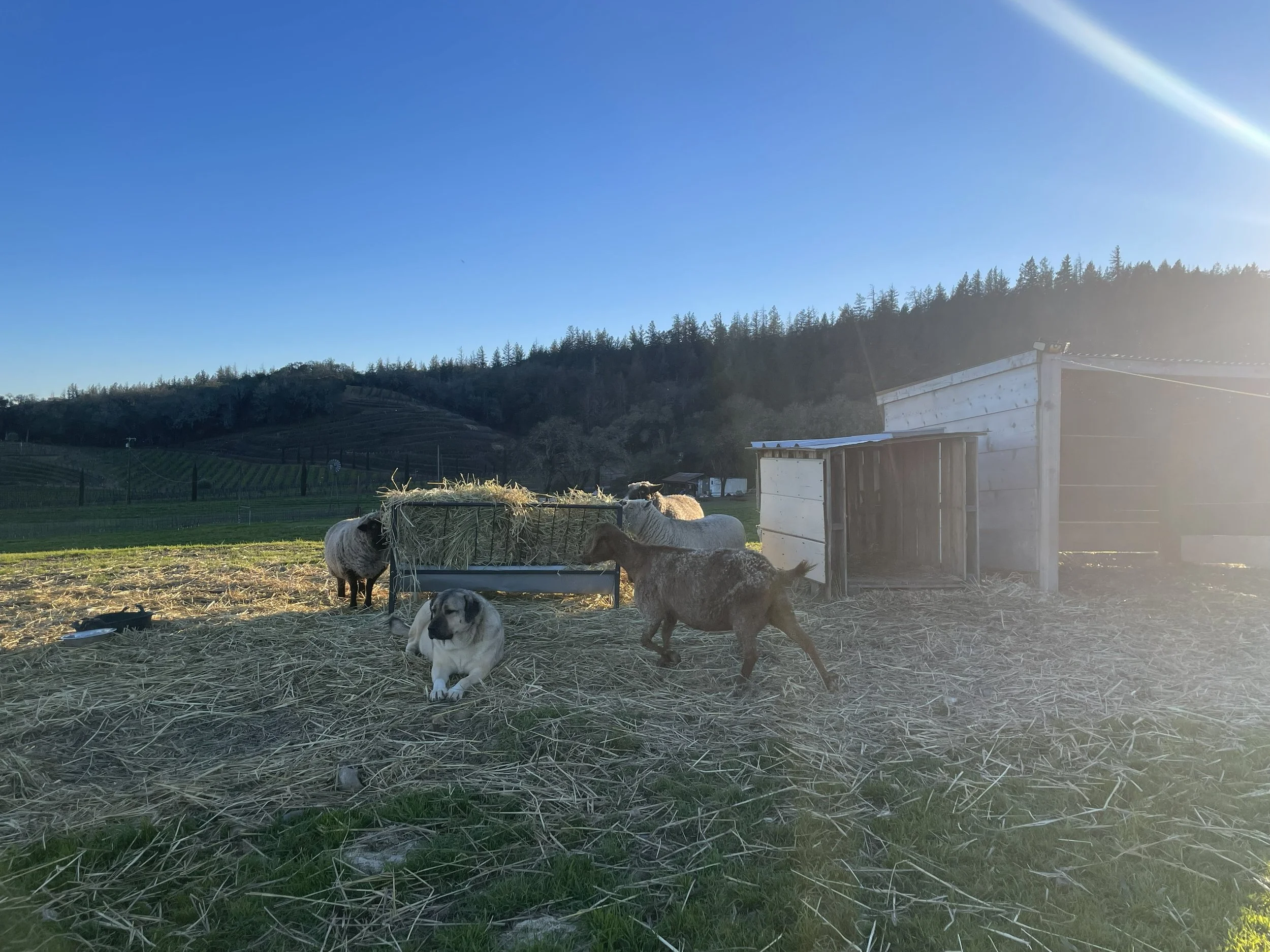 Oranssi project: wraparound deck