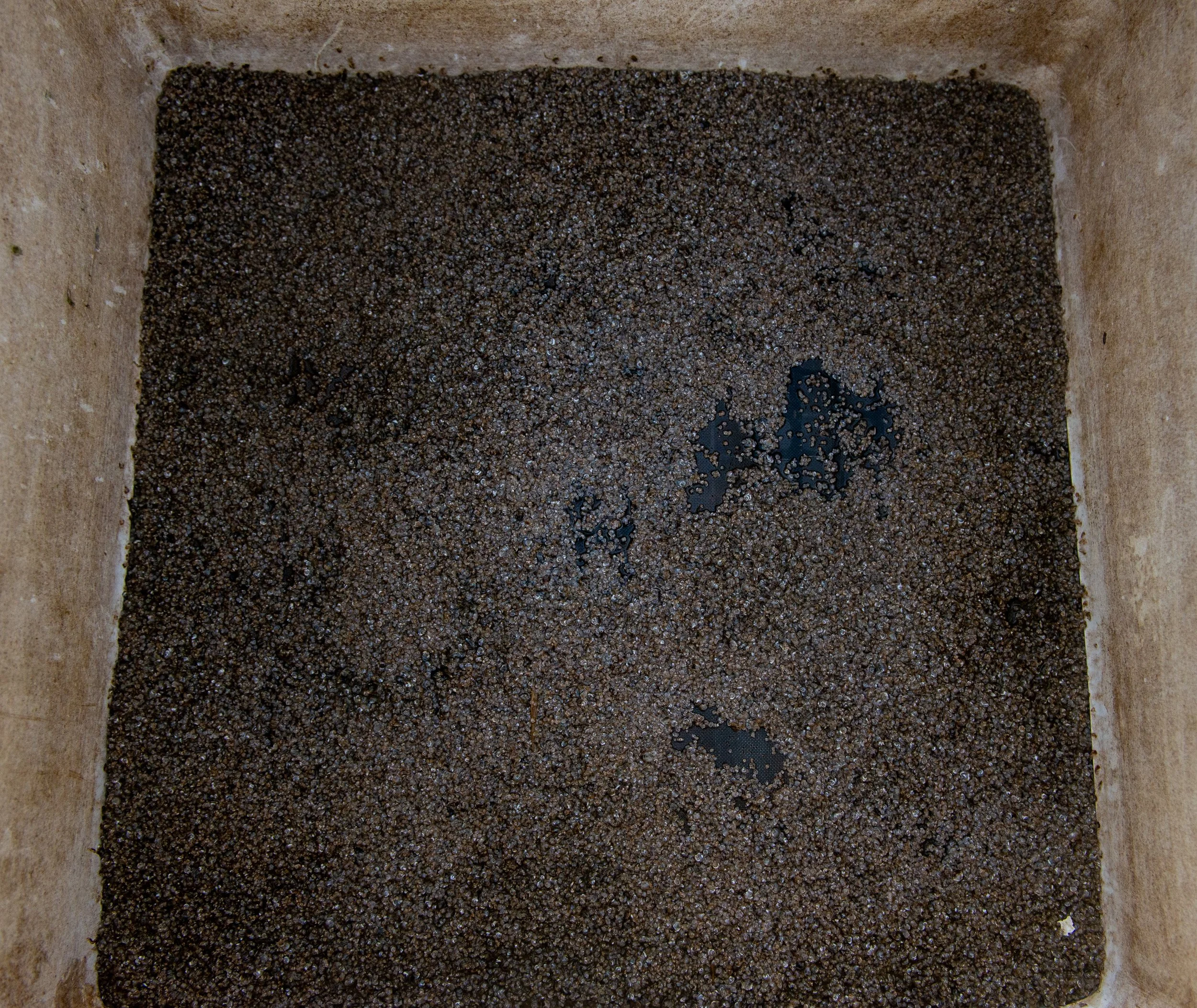 This Upweller bin contains half a million Oyster Seeds - As a reference, you can fit around 5-10 of these on your fingernail.