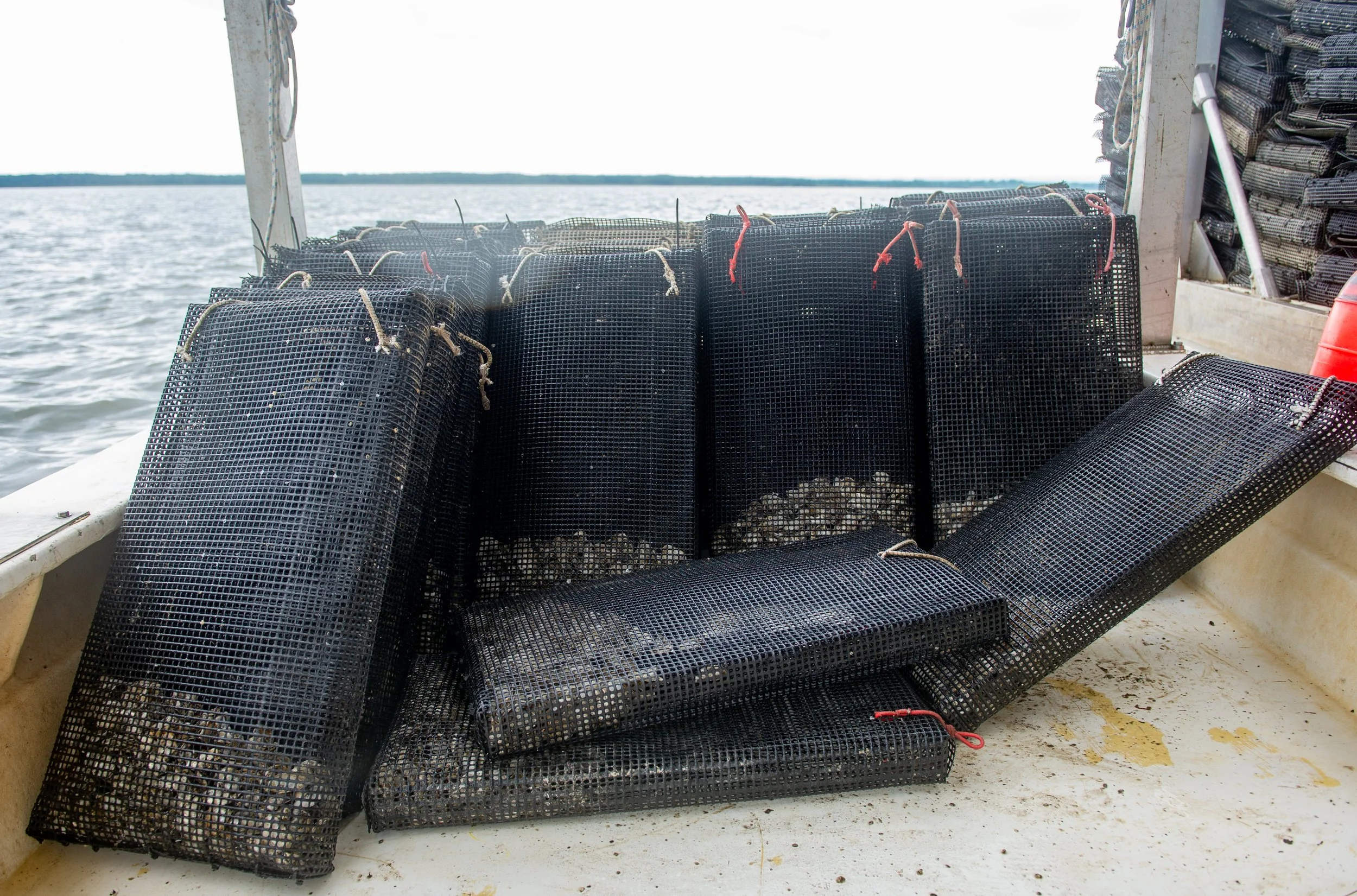 Bags with freshly sorted oysters ready to go back into the floating cages.