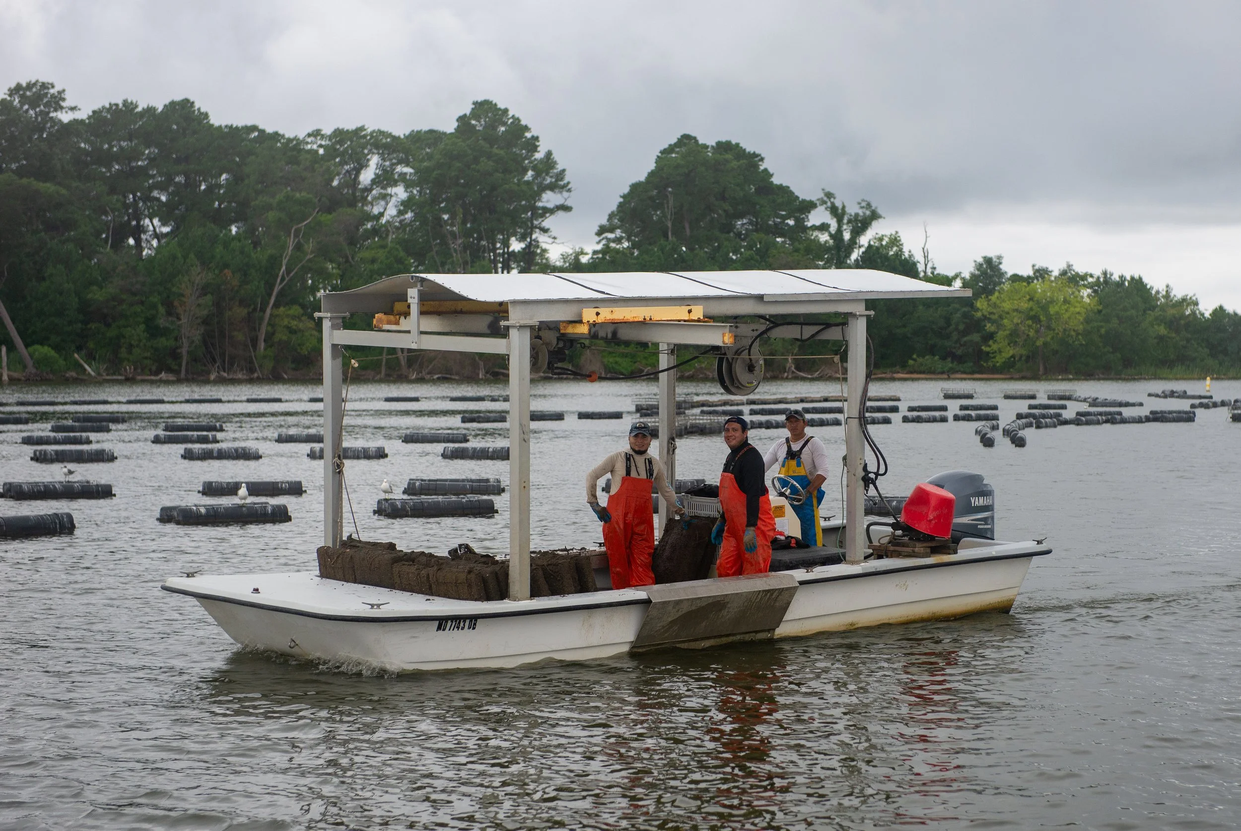 One of the smaller skiffs used to collect the bags of oysters from the floating cages.