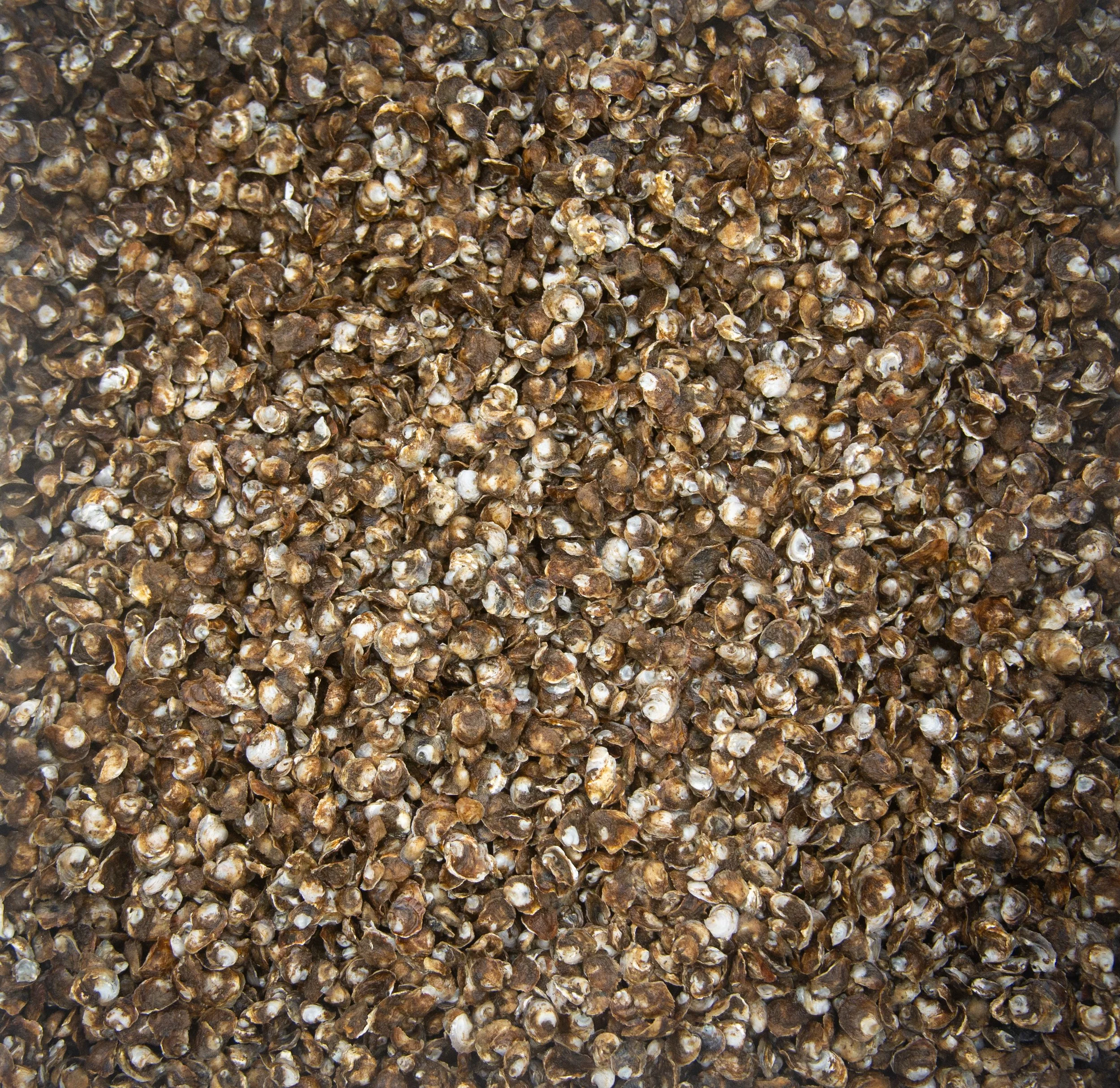 1/4 of a million Oyster seeds in this Upweller bucket. One of these is about the size of your pinky fingernail.