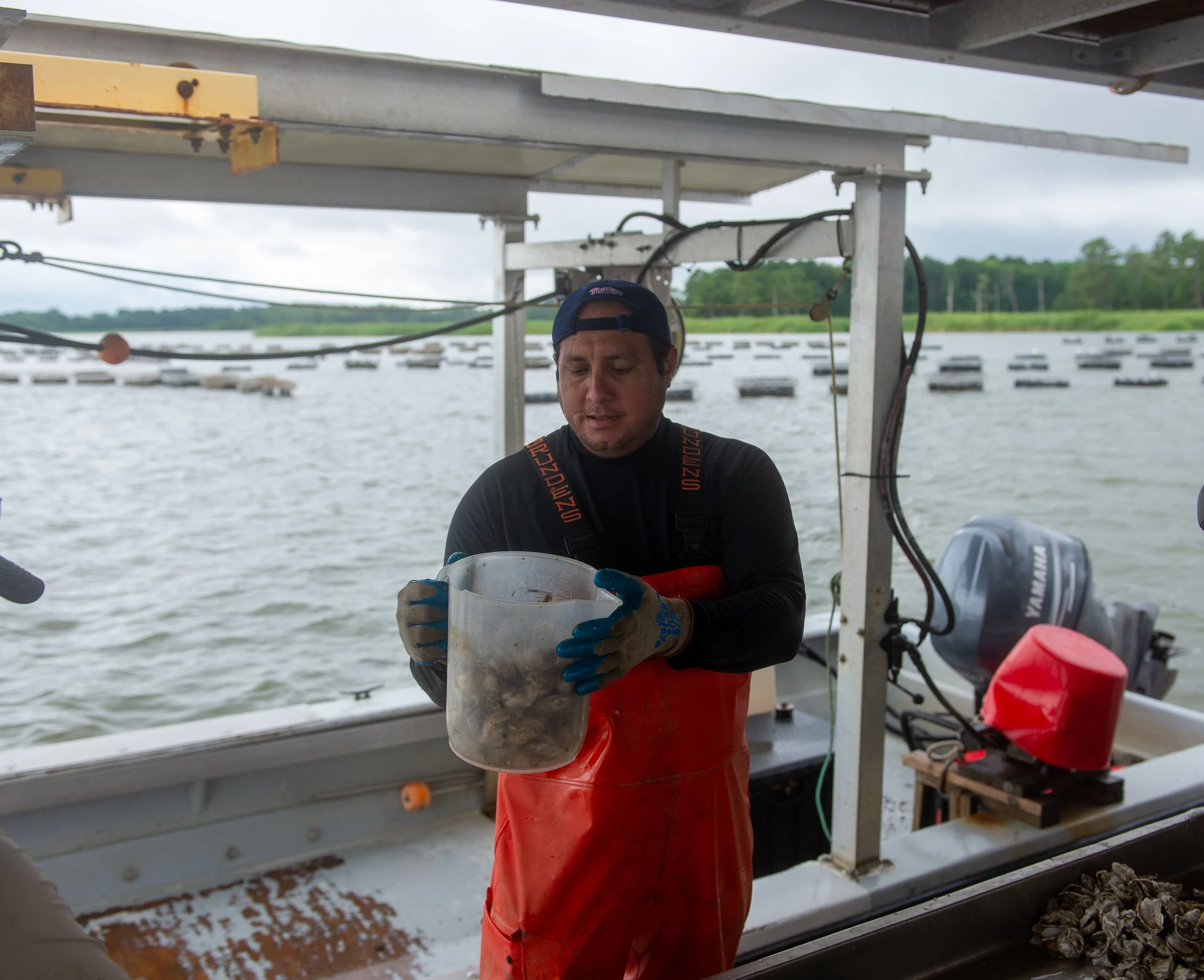 Measuring how many oysters to put into the bags in order to maximize the space to growth ratio.