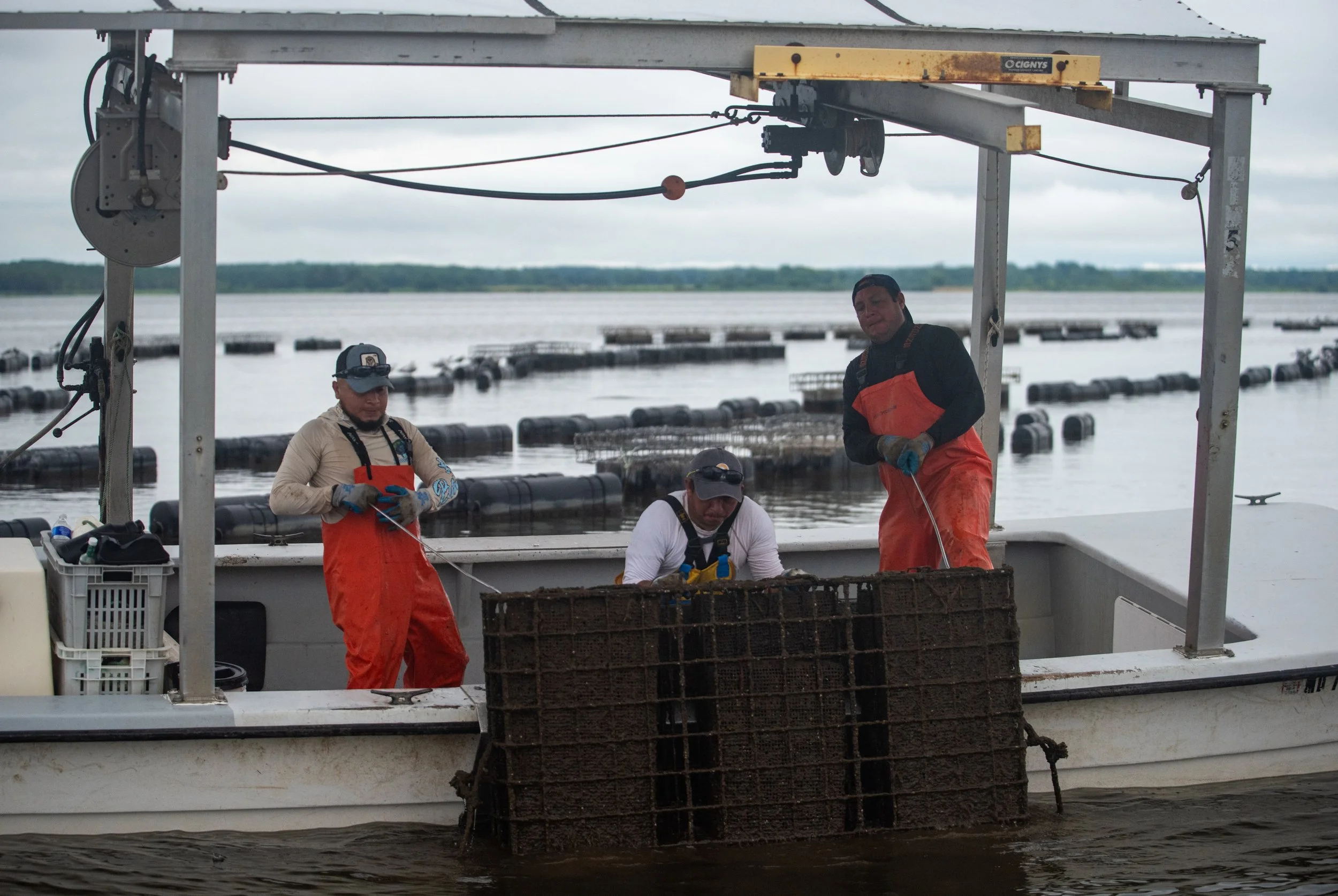 Pulling the cages up onto the Skiff.