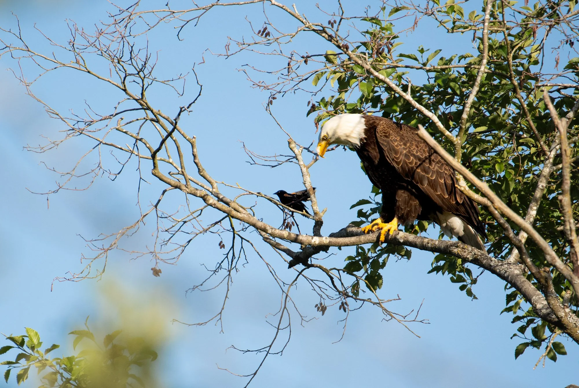 Bald Eagle and Red Winged Blackbird.jpeg