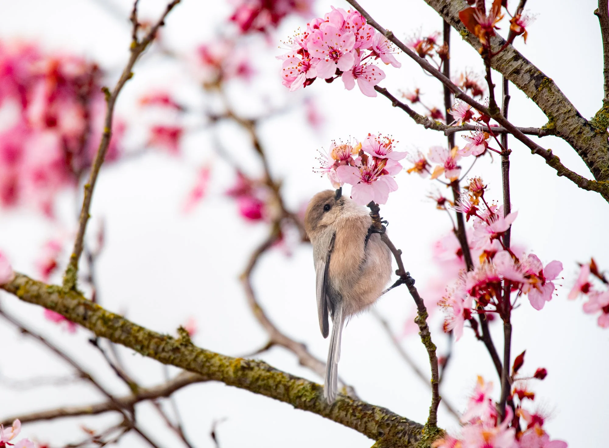 Bushtit in Cherry Blossoms.jpg