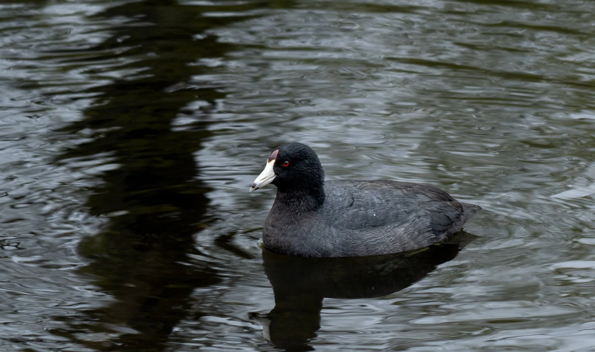 American Coot.jpg