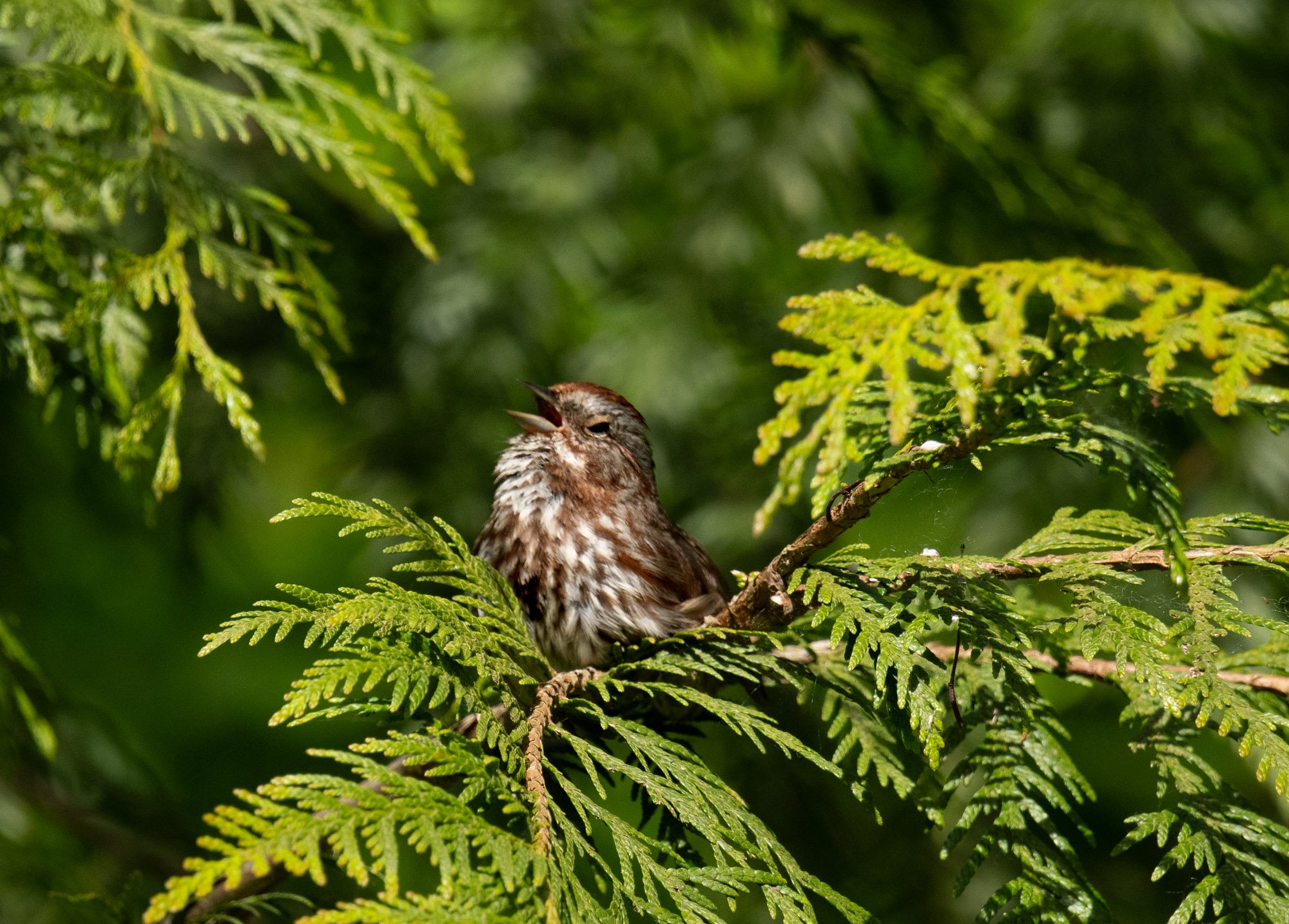 Song Sparrow squinting.jpg