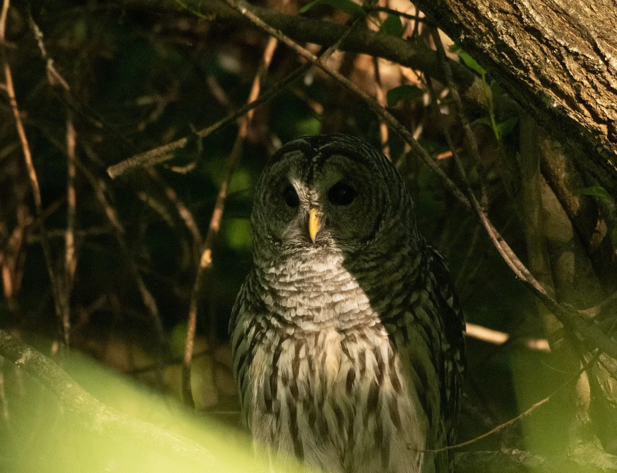 Bard Owl stare 2.jpeg