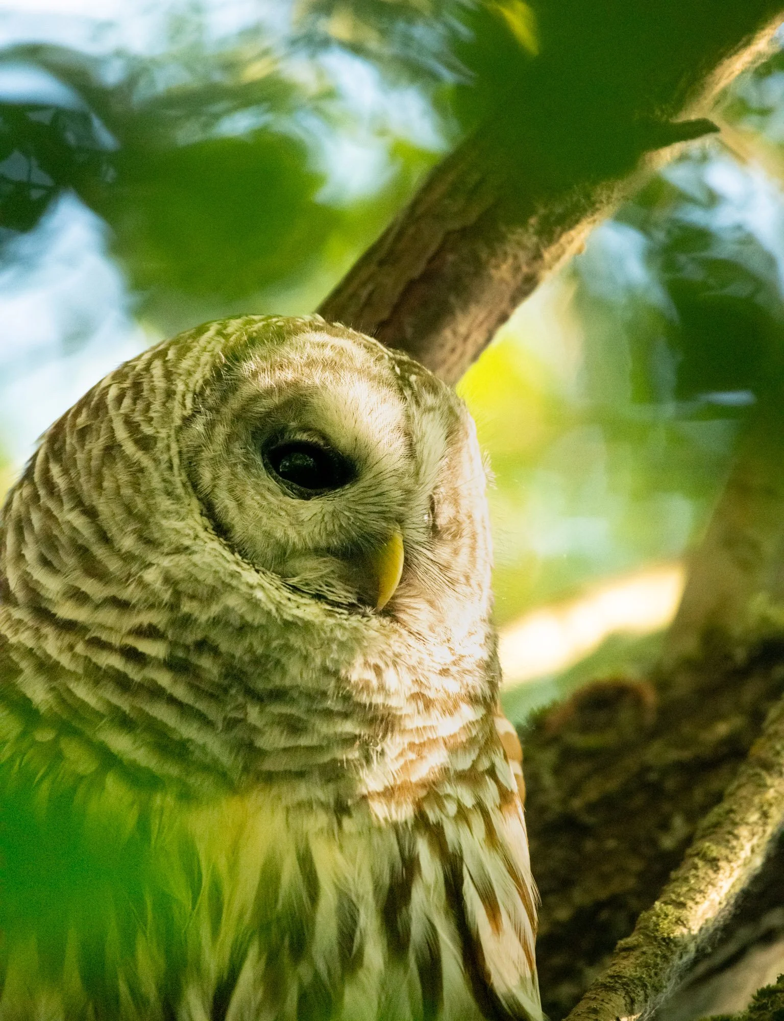 Bard Owl neck up.jpeg