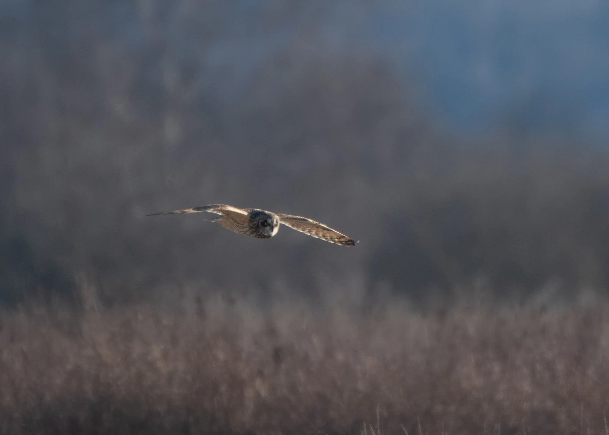Short-Eared Owl coming to camera 2.jpeg