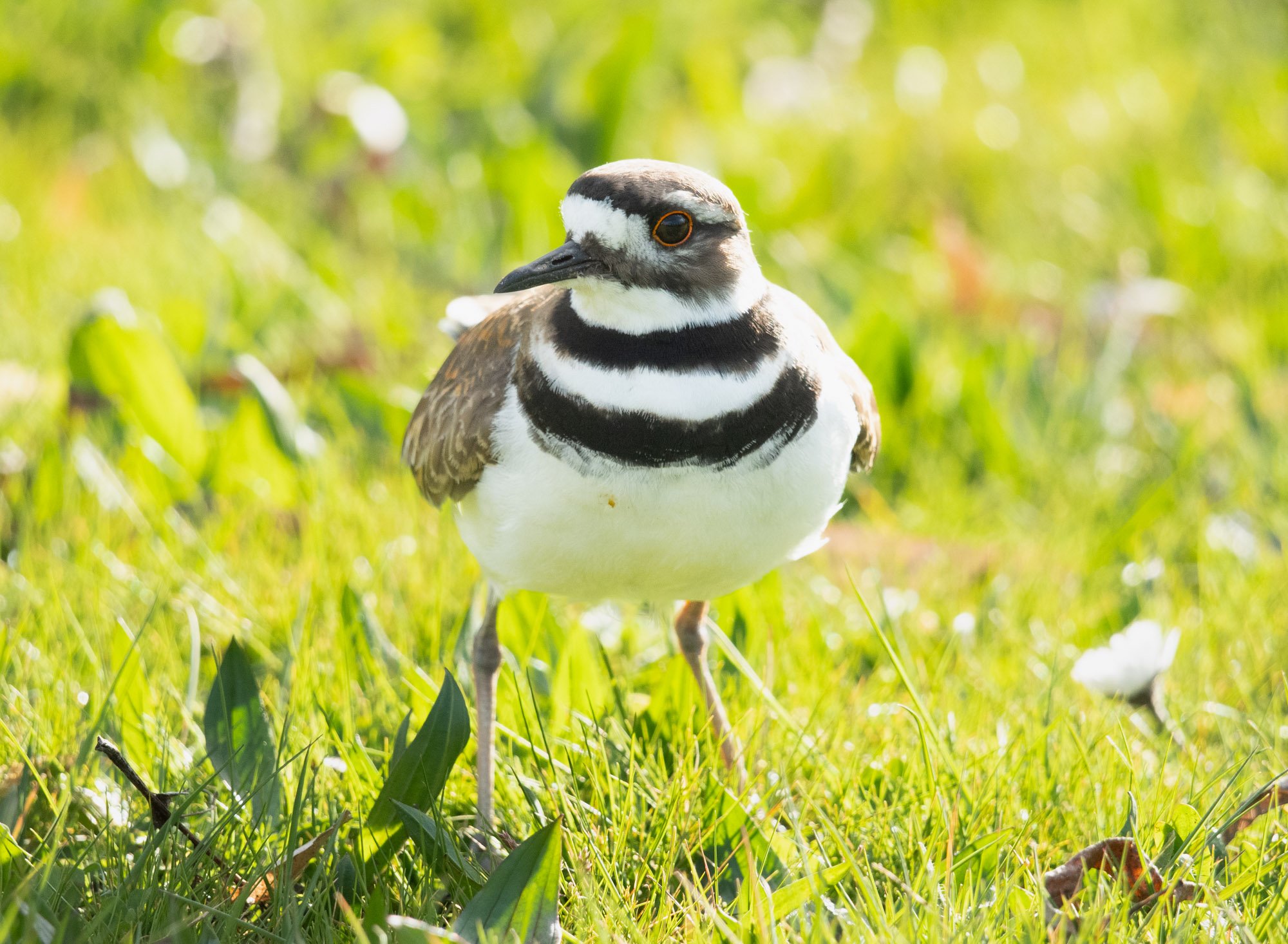Still Killdeer_.jpg