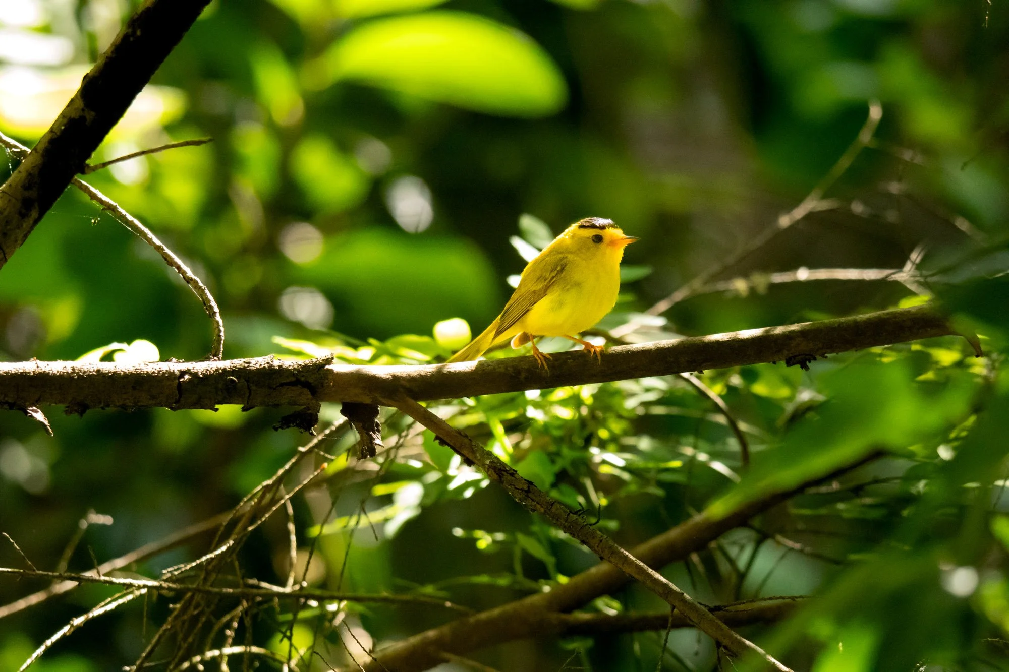 Wilson's Warbler.jpg