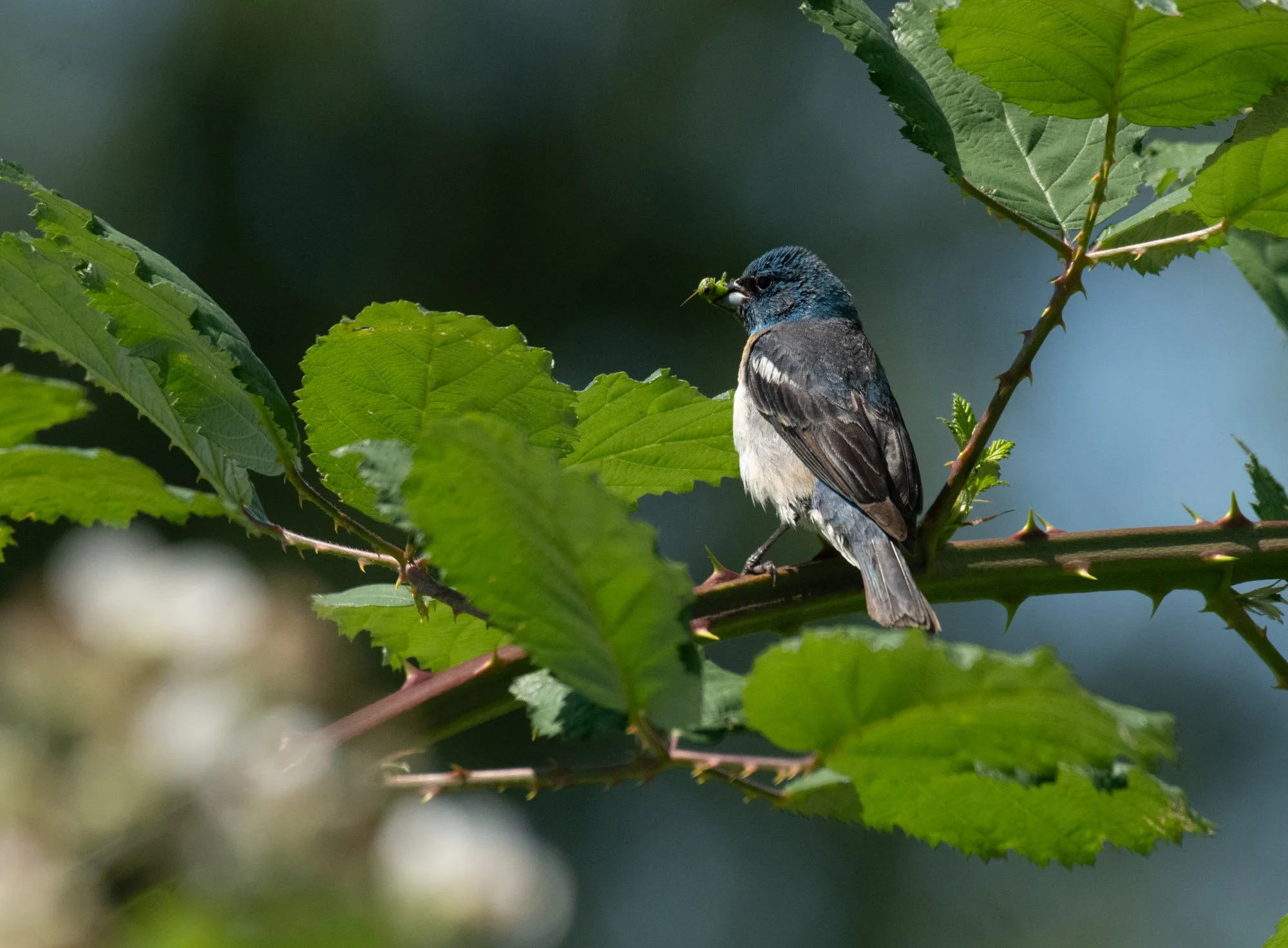 Lazuli Bunting with Grasshopper.jpeg