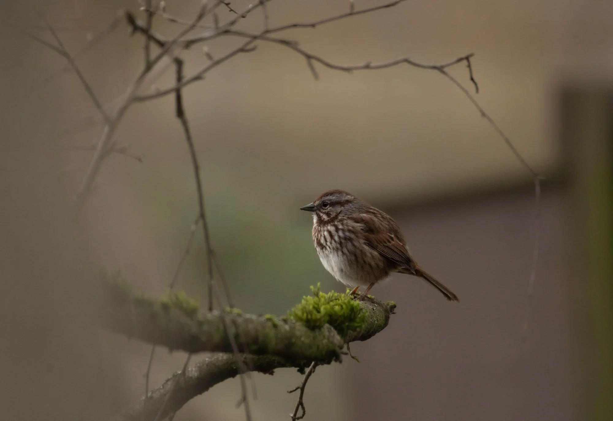 Sparrow on edge of branch.jpg