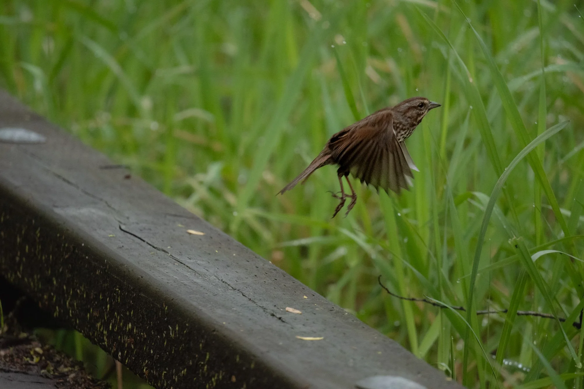 Song Sparrow lift off.jpg