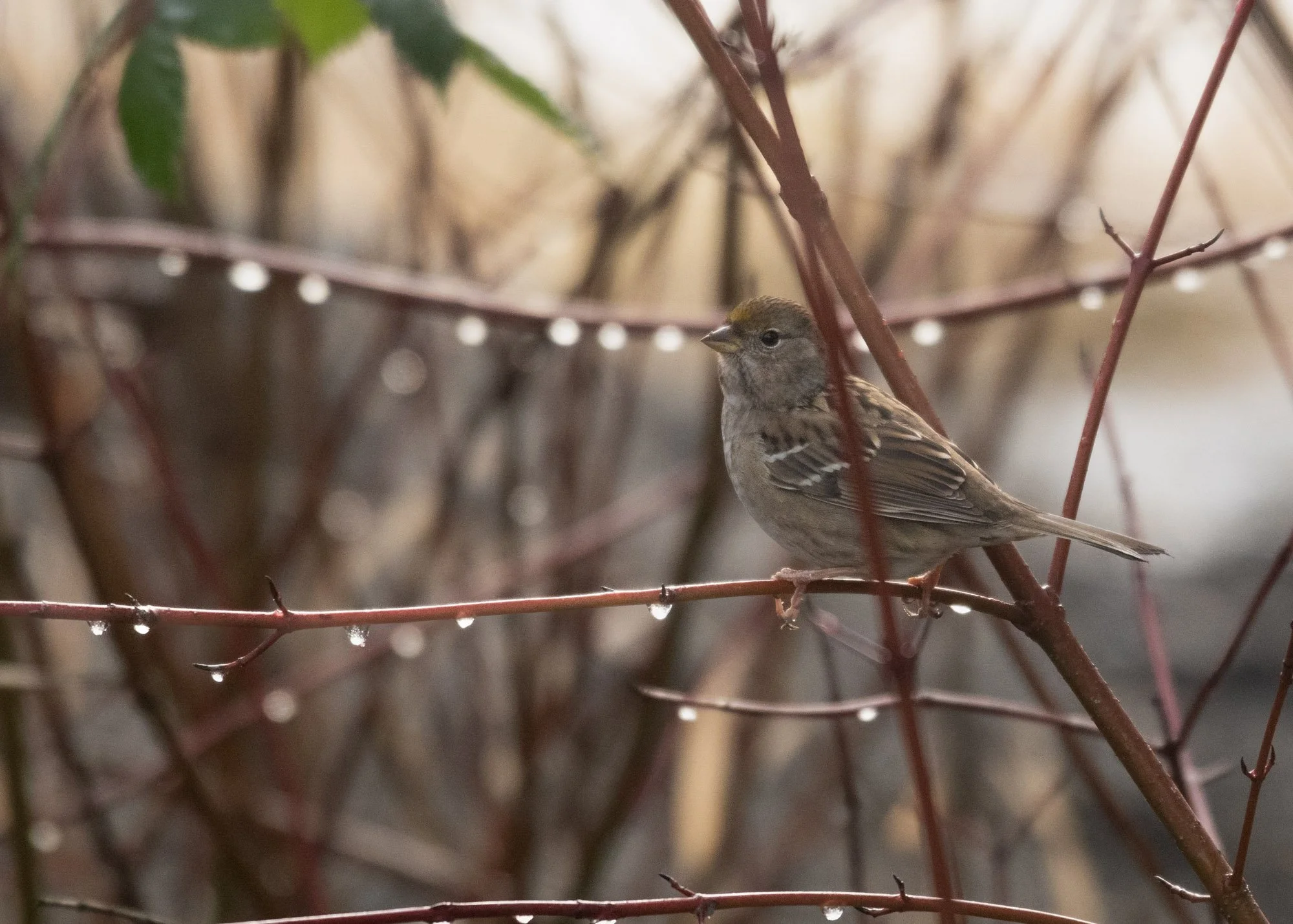 Golden Crowned Sparrow profile.jpg