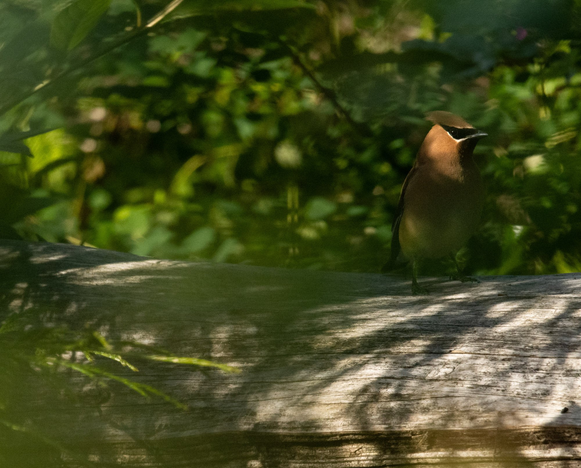 Cedar Waxwing on a log.jpg