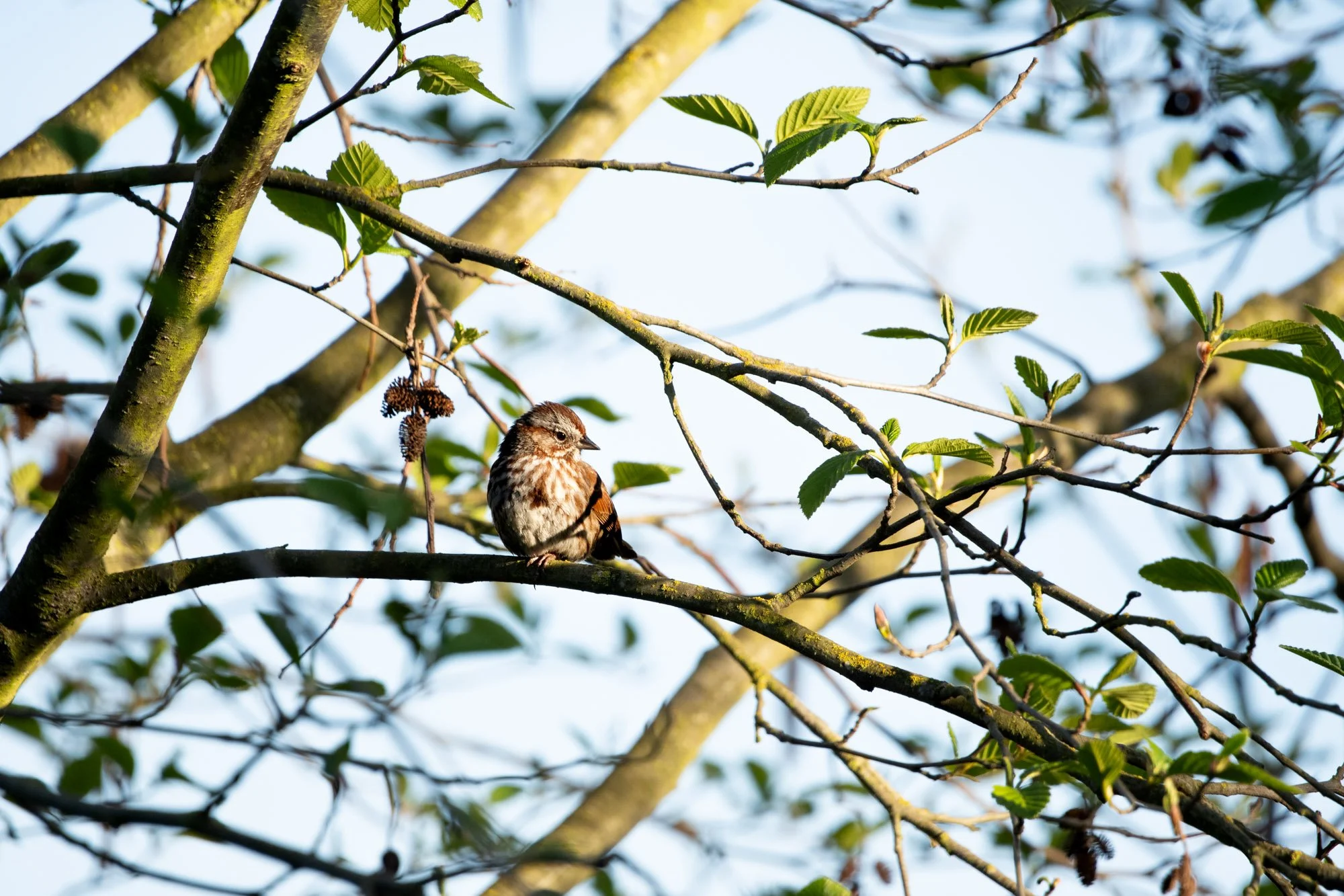 Song Sparrow-2.jpg