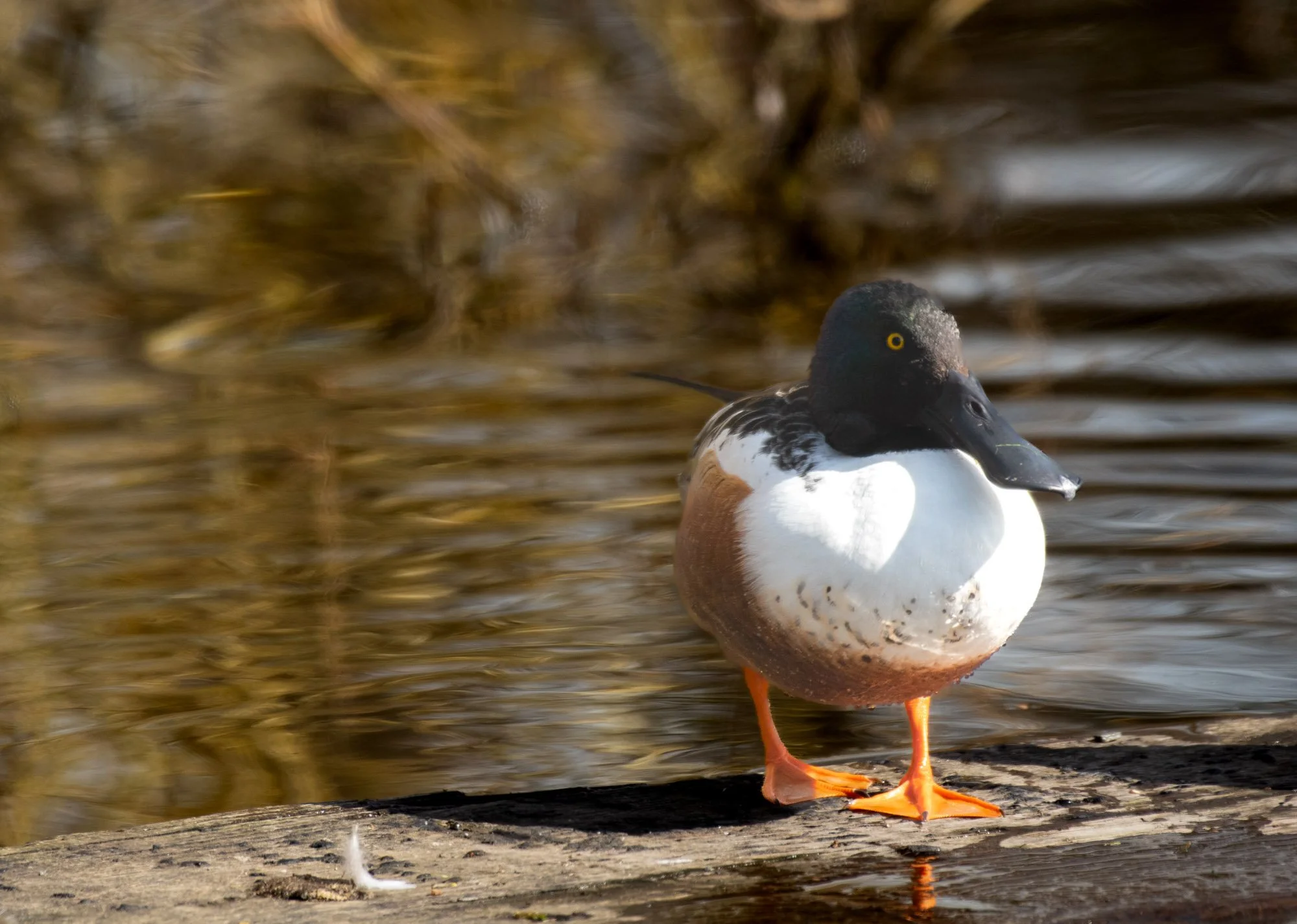 Northern Shoveler stepping.jpeg