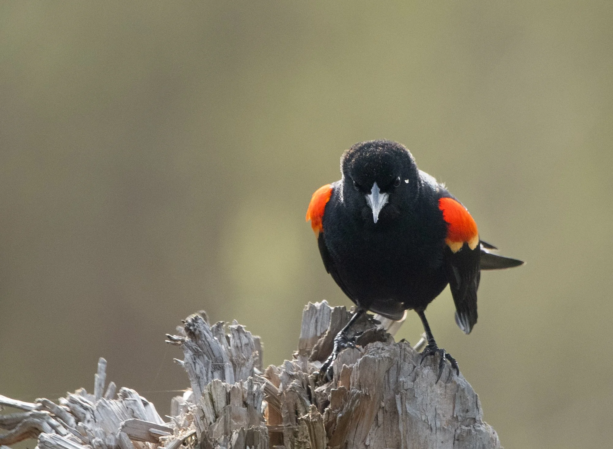 Red-Winged Blackbird stares down.jpeg