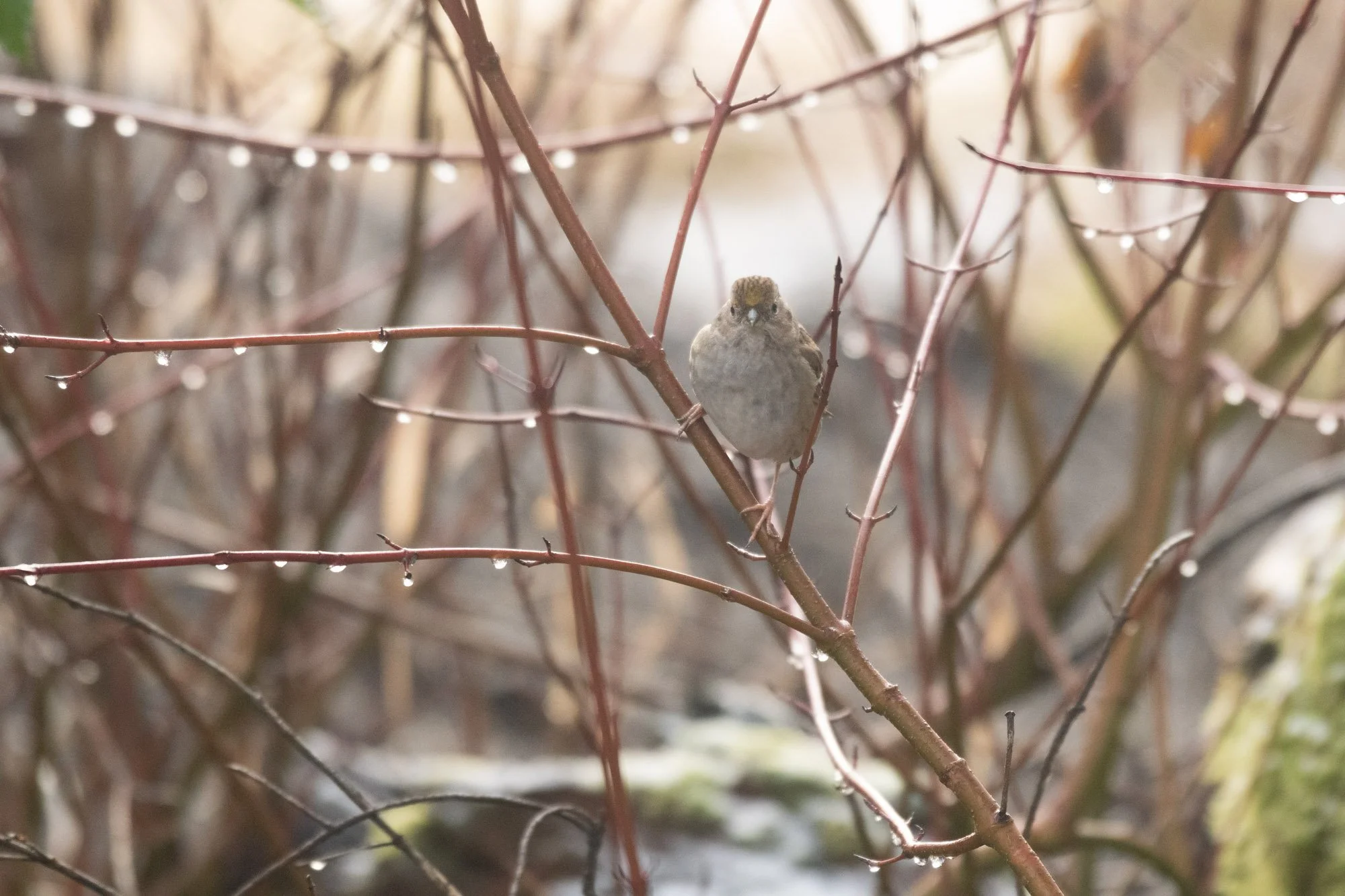 Golden Crowned Sparrow stares down the barrel.jpg