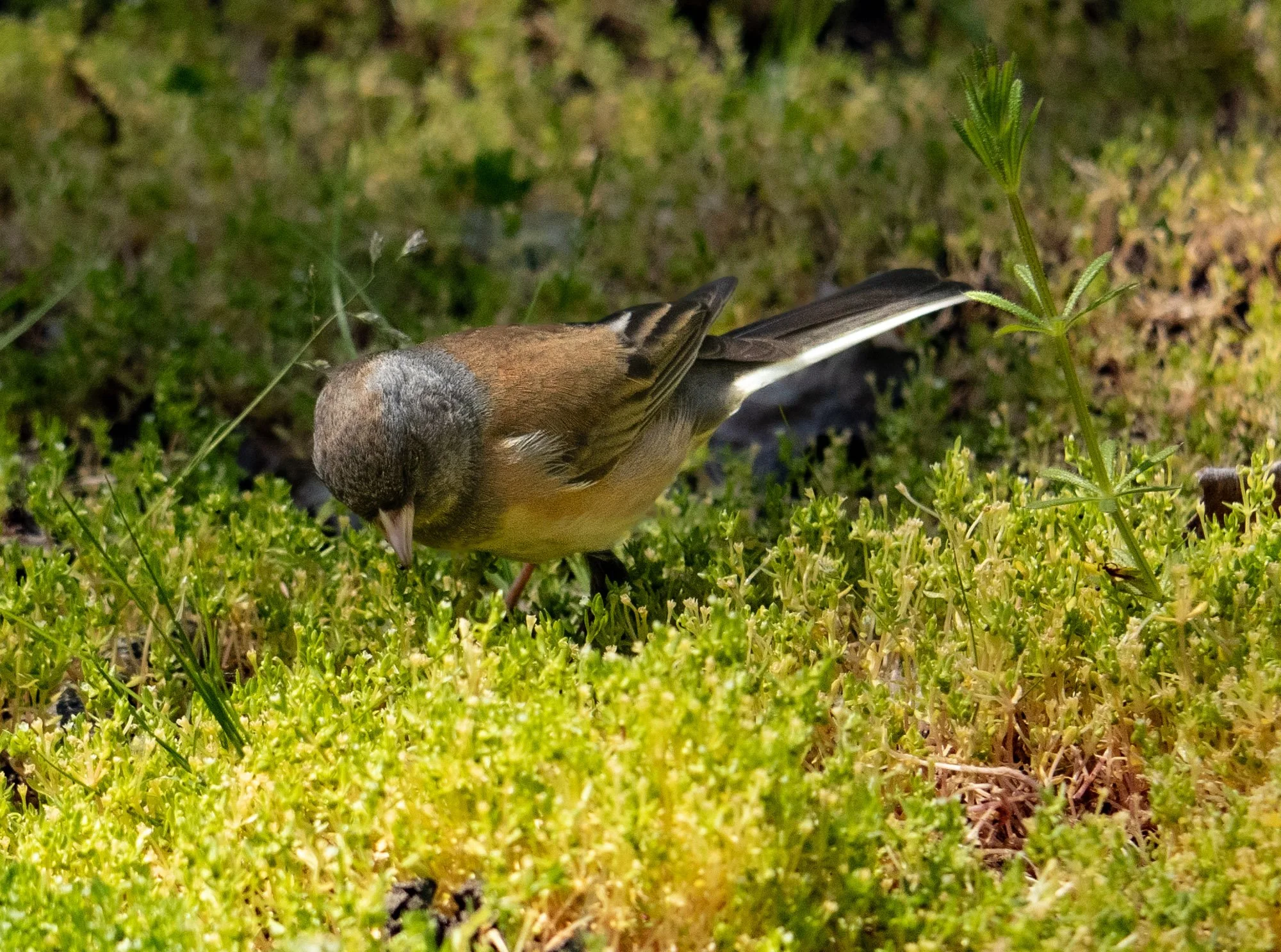 Hunting Junco-2.jpeg
