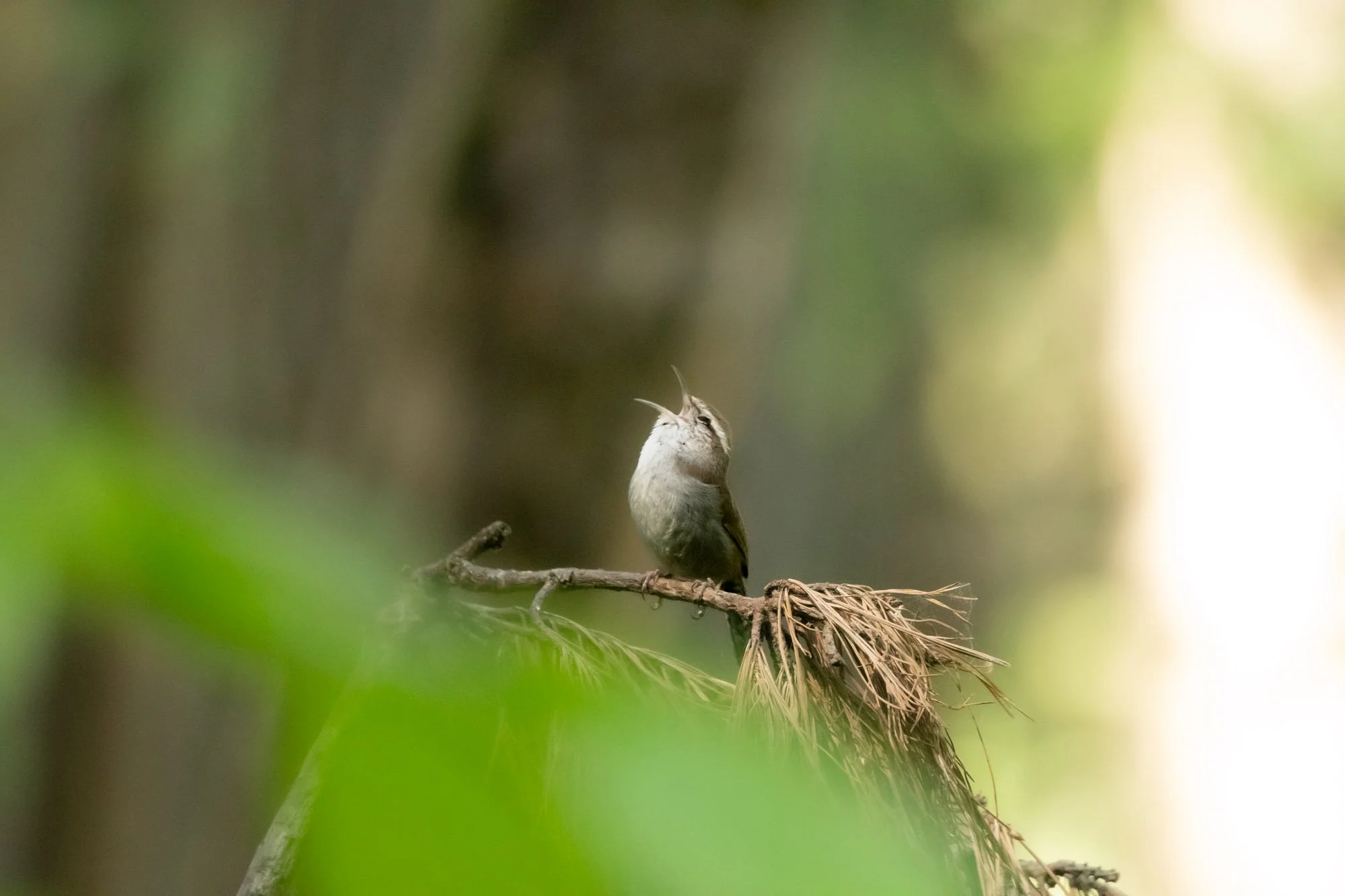 Bewick's Wren_.jpg