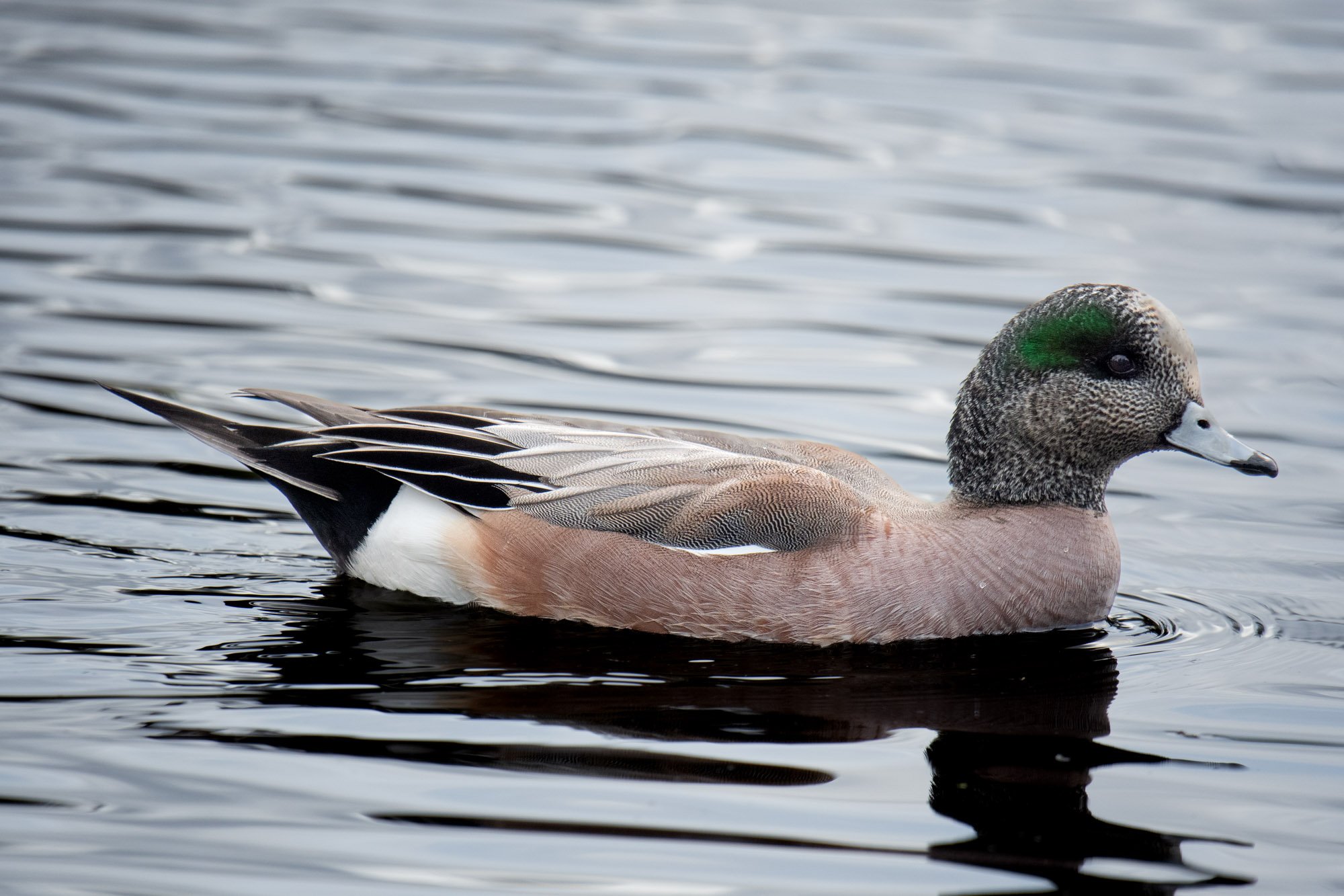 American Widgeon.jpg