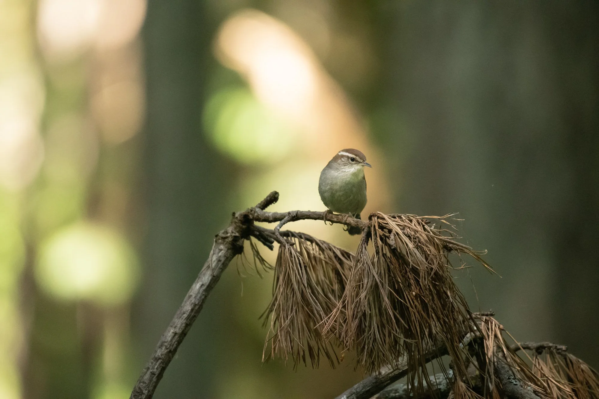 Bewick's Wren_-2.jpg