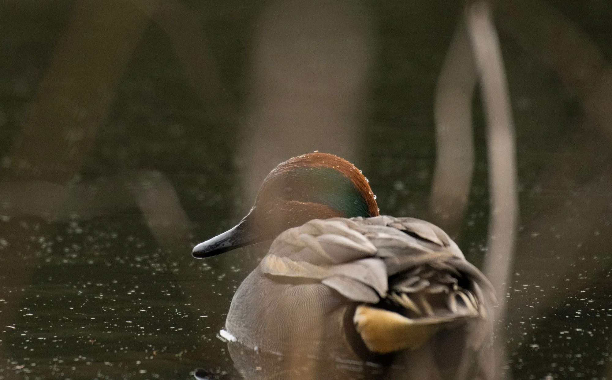 Green Winged Teal pose 2.jpeg