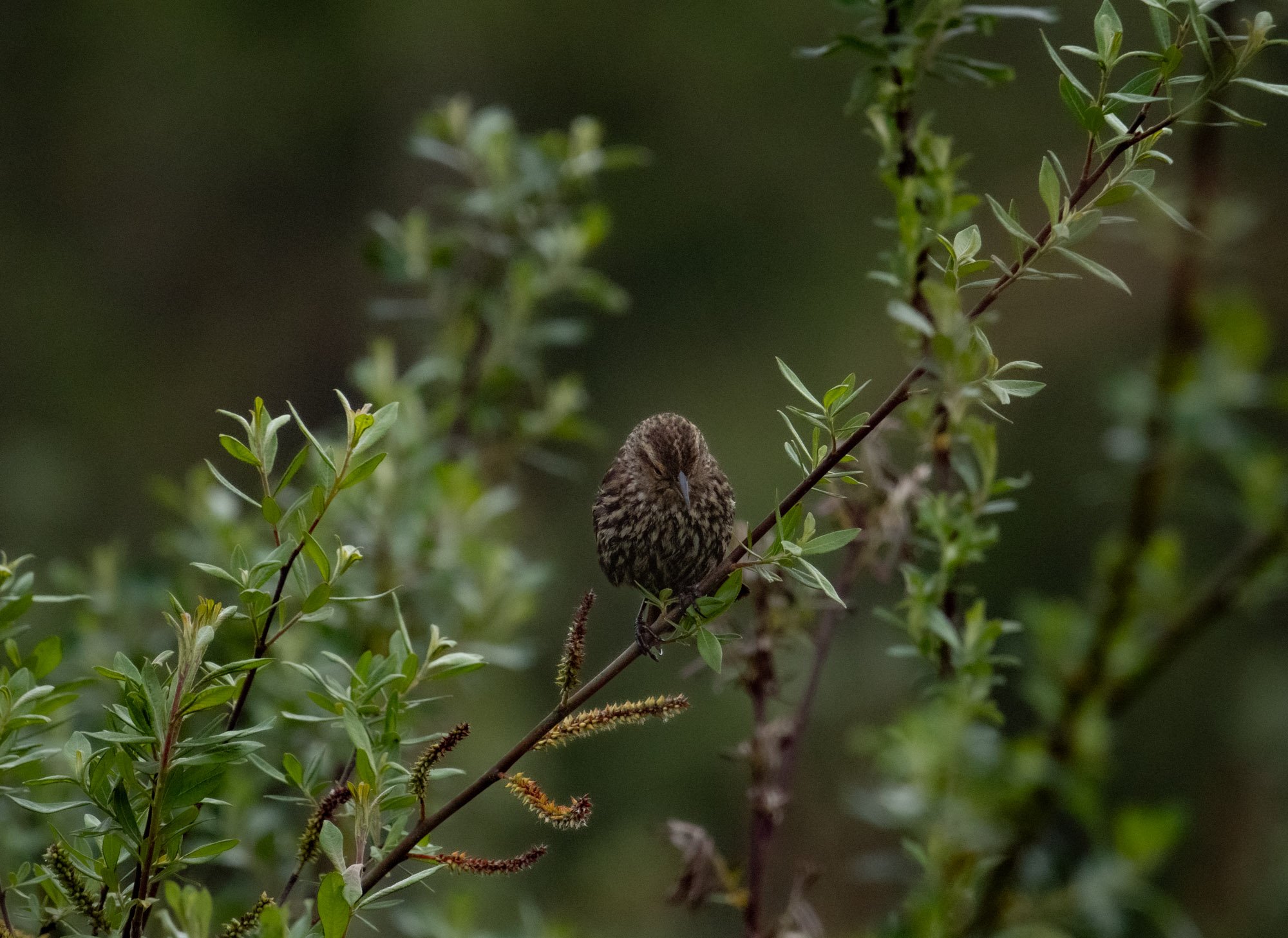 Song Sparrow looks down.jpg