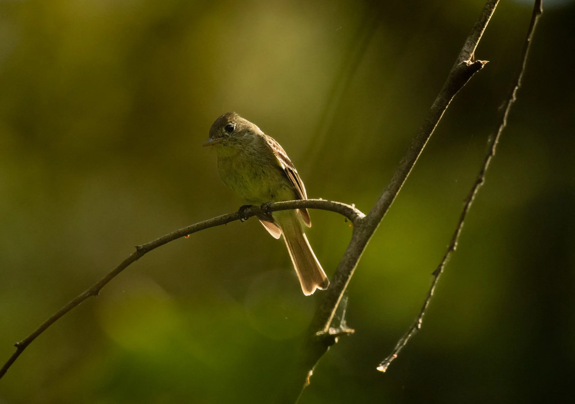 Western Flycatcher perched.jpeg